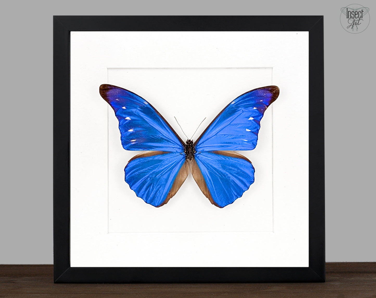 Morpho cacica, blauer Schmetterling im Rahmen