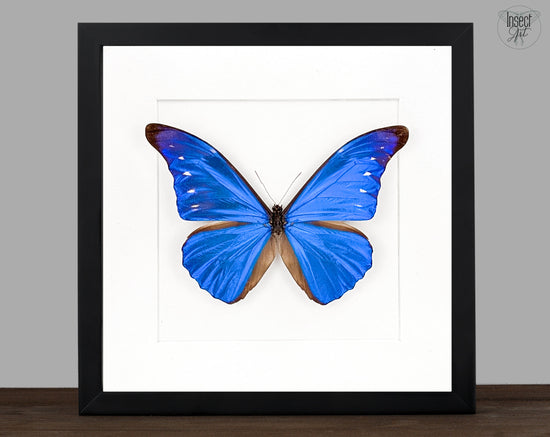 Morpho cacica, blauer Schmetterling im Rahmen