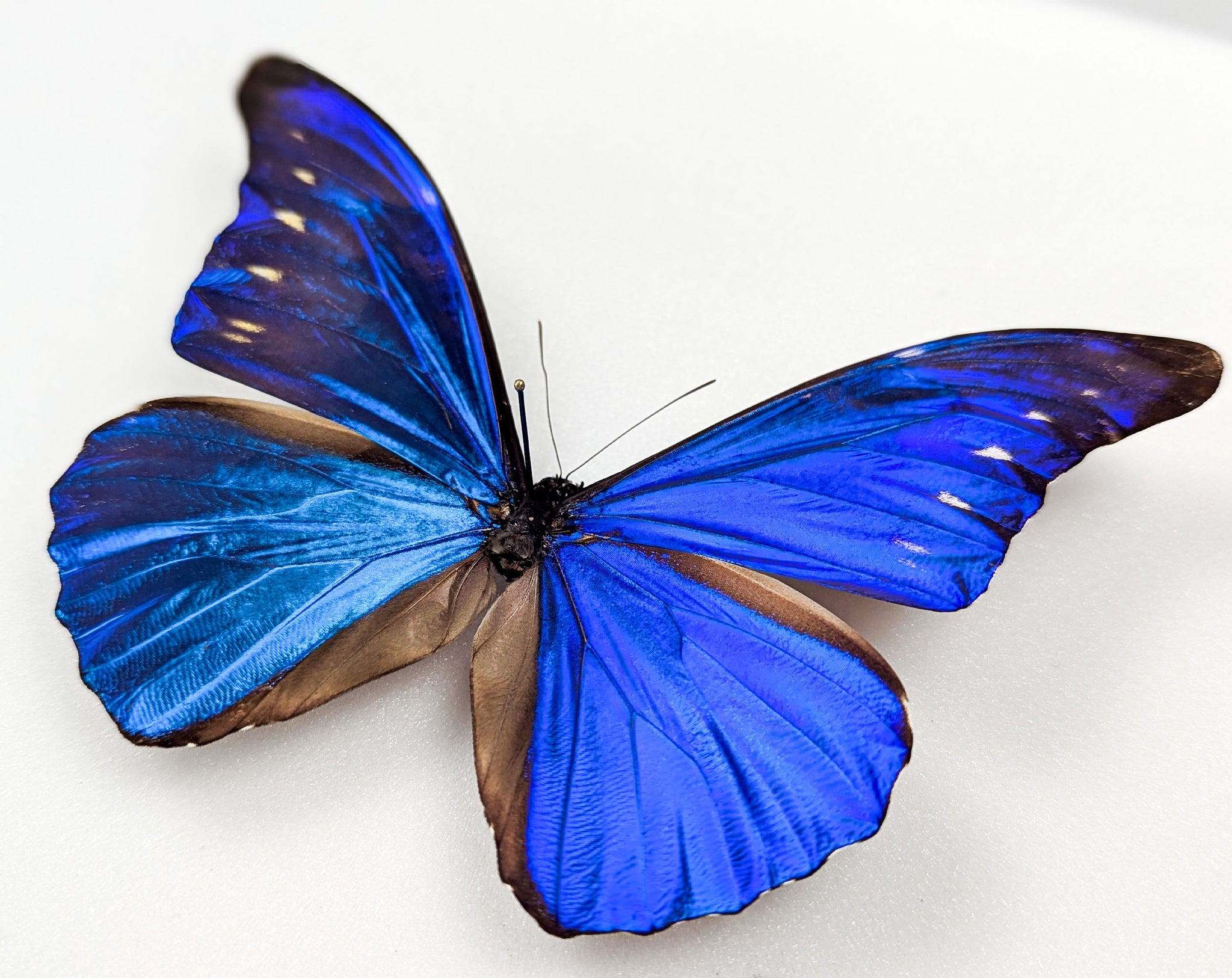 Morpho cacica, blauer Schmetterling im Rahmen
