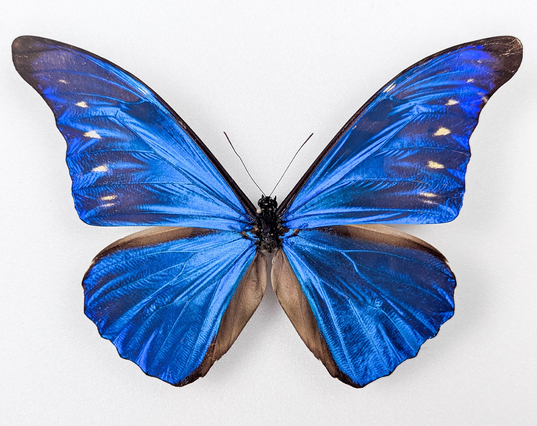 Morpho cacica, blauer Schmetterling im Rahmen