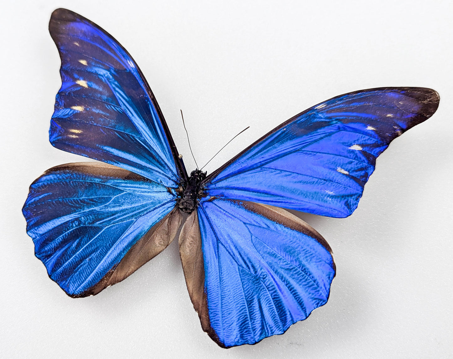 Morpho cacica, blauer Schmetterling im Rahmen