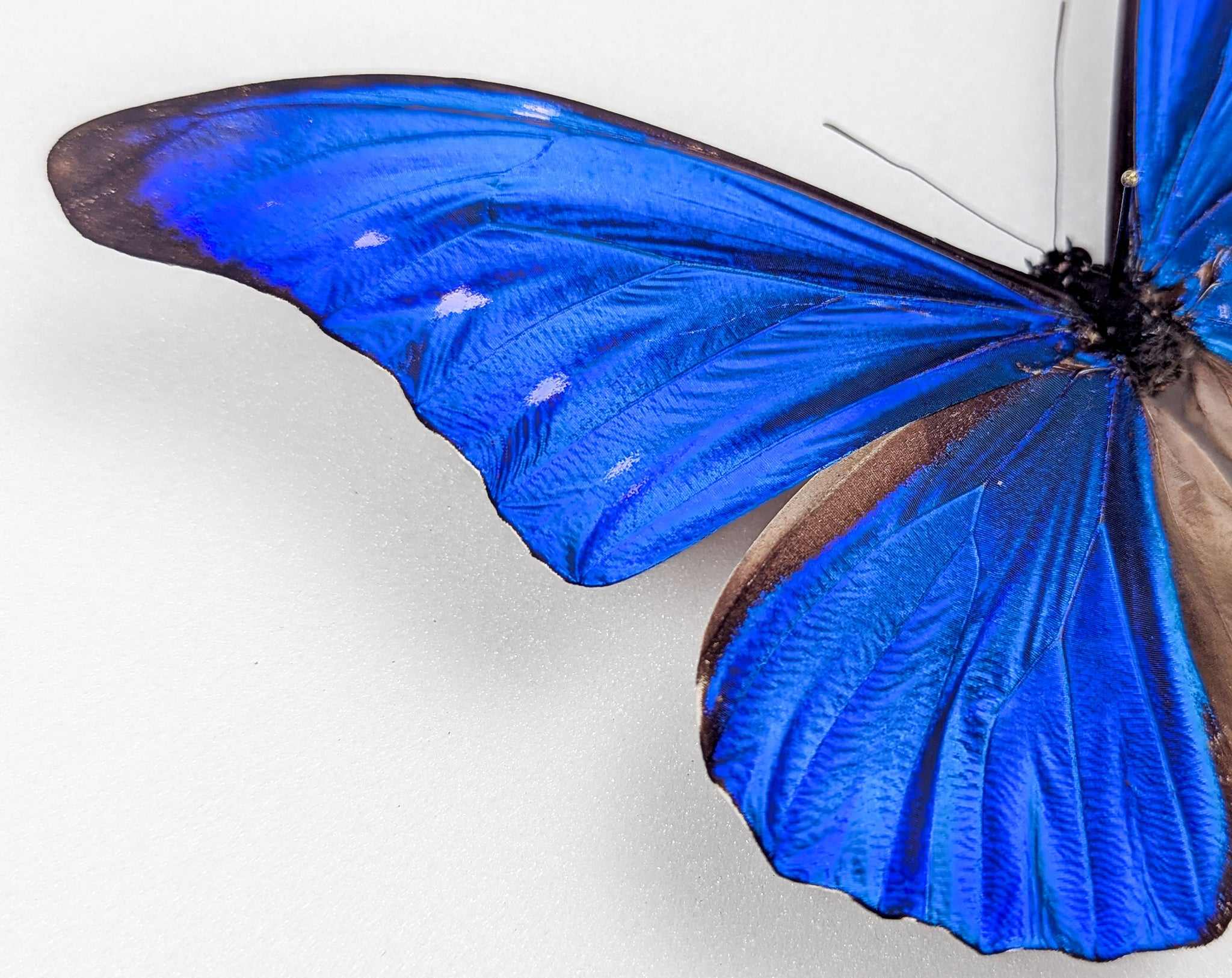 Morpho cacica, blauer Schmetterling im Rahmen