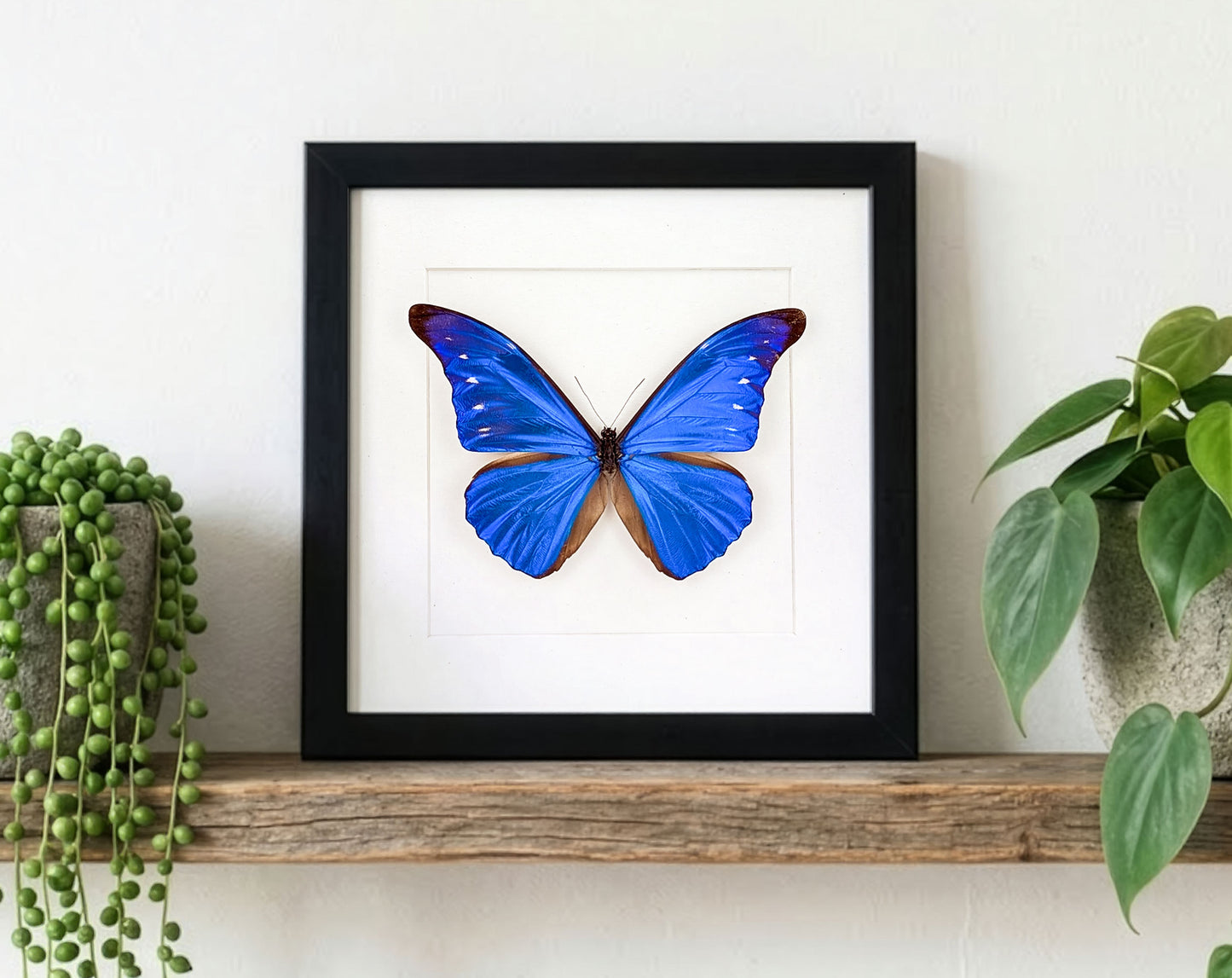Morpho cacica, blauer Schmetterling im Rahmen
