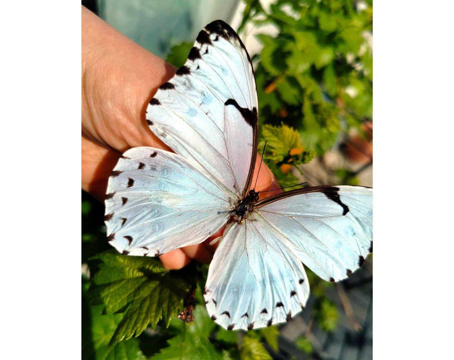 Morpho catenarius ♂