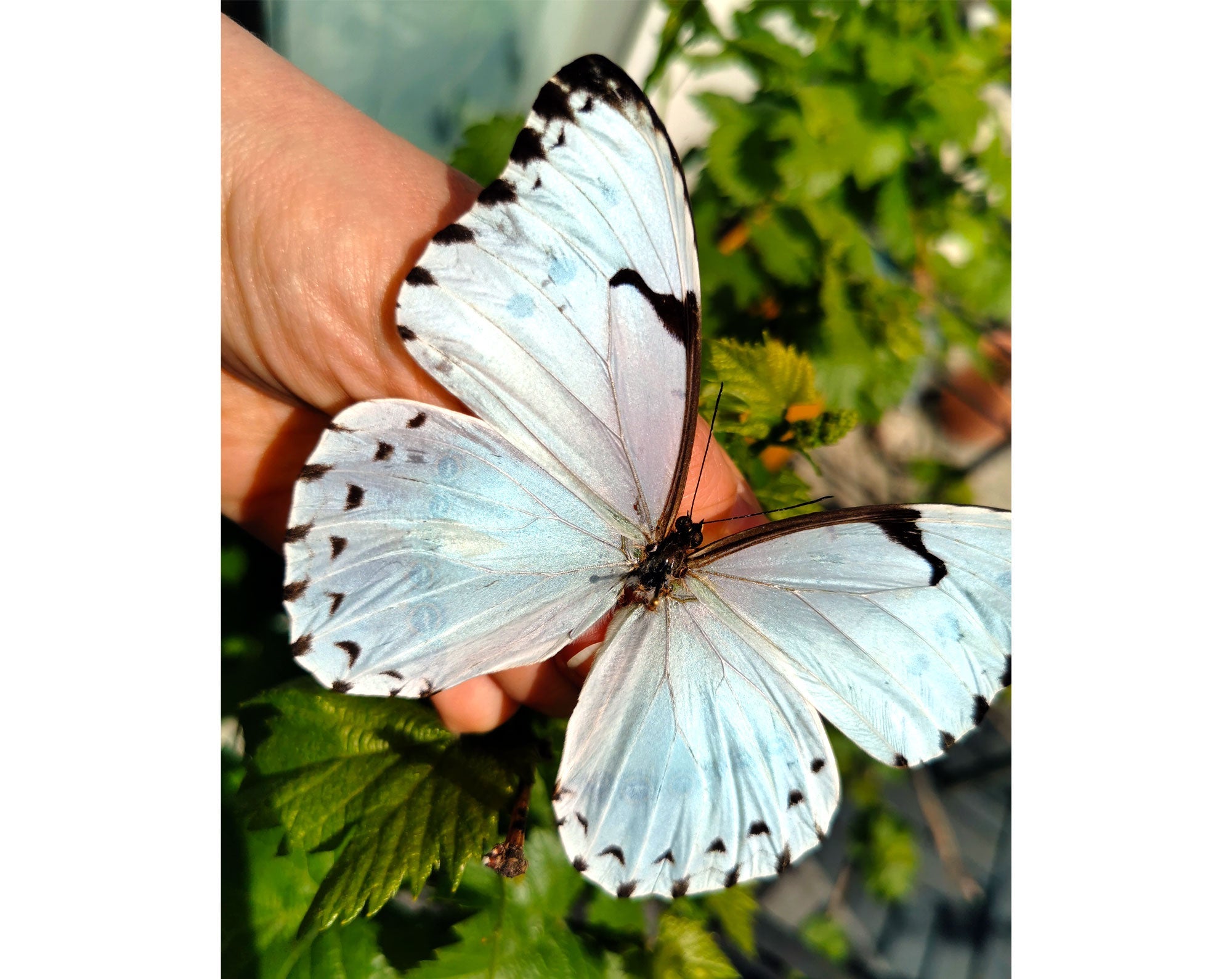 Morpho catenarius ♂  Schmetterling InsectArt
