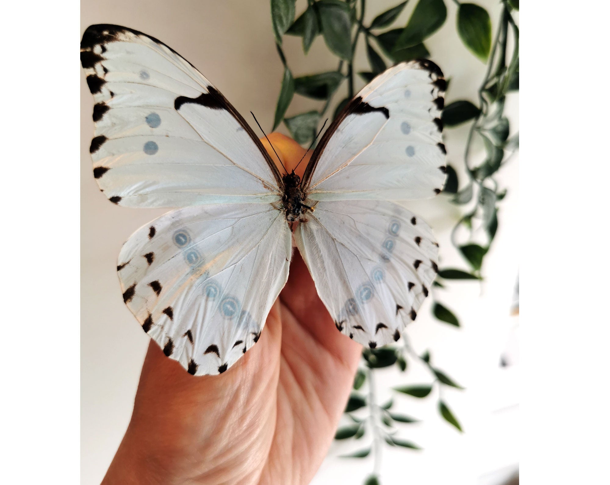 Morpho catenarius ♂  Schmetterling InsectArt