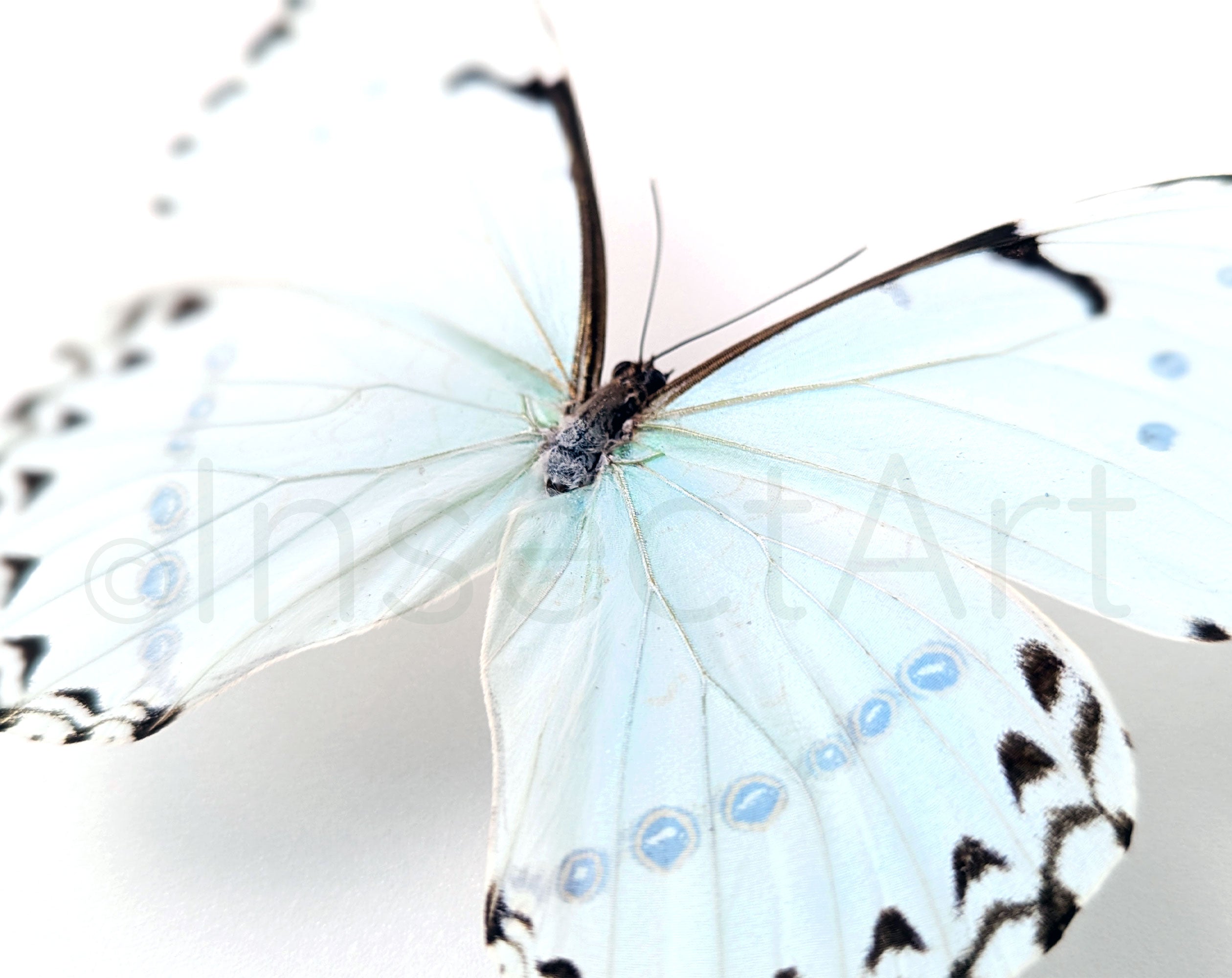 Morpho catenarius ♂  Schmetterling InsectArt