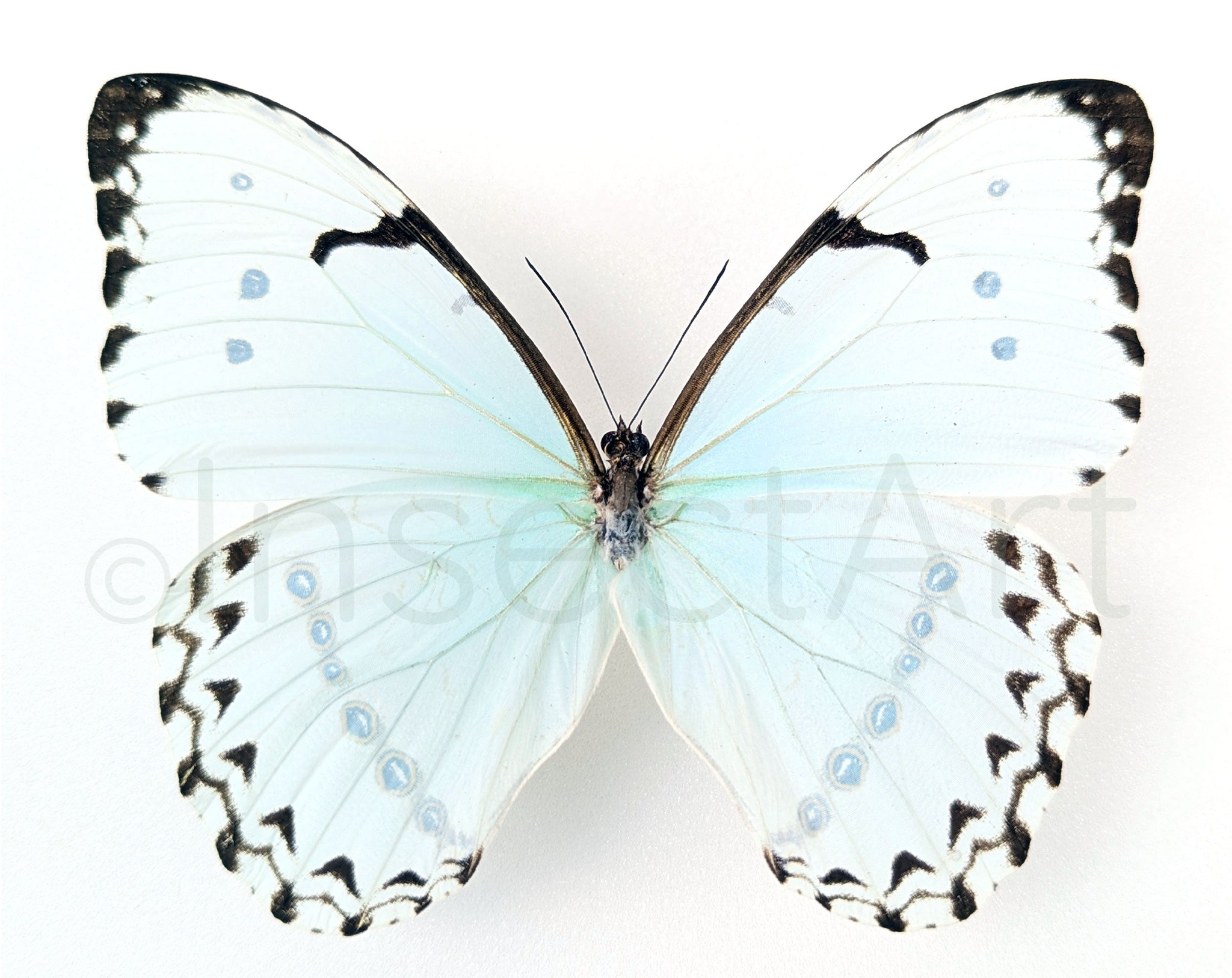 Morpho catenarius ♂  Schmetterling InsectArt