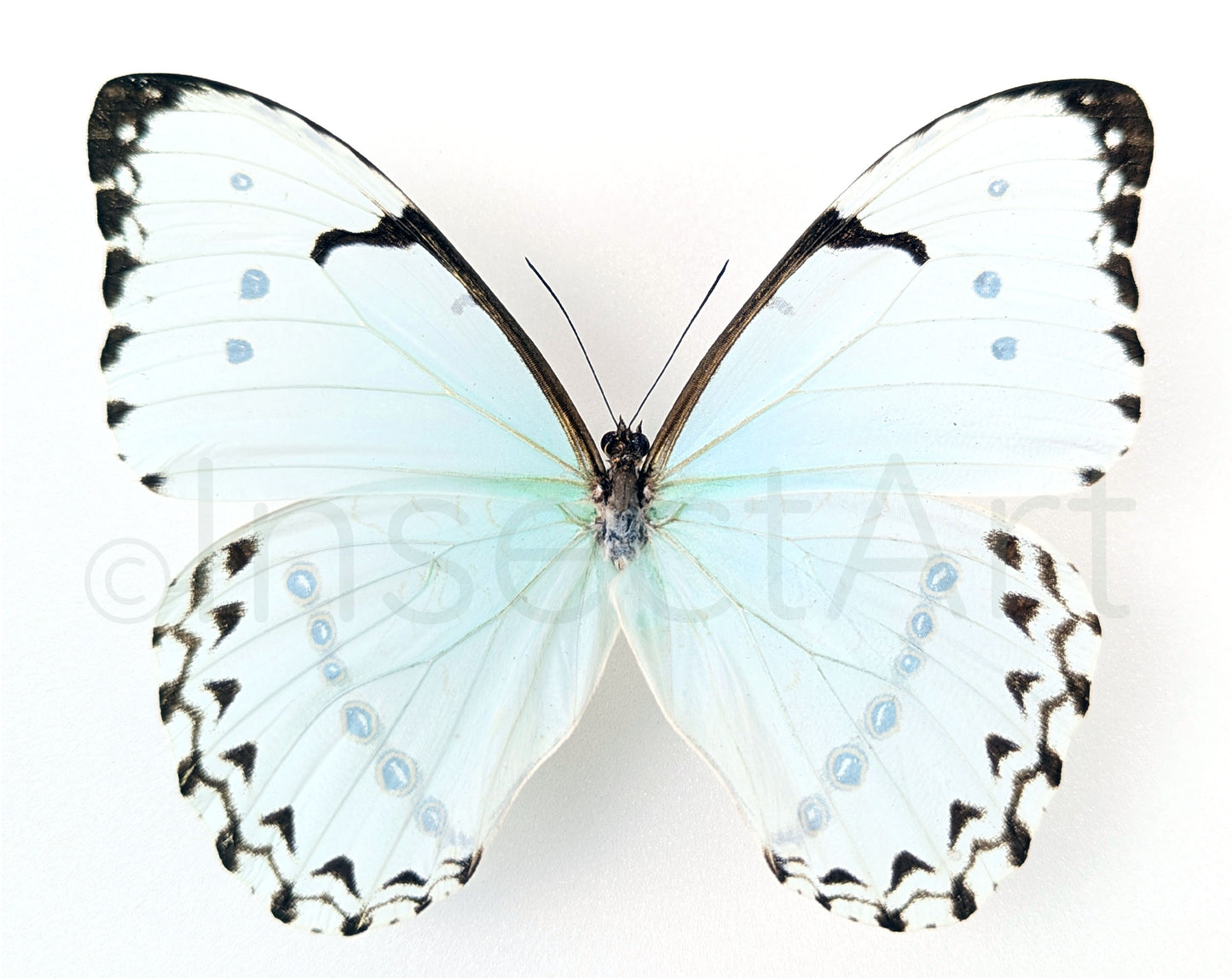 Morpho catenarius ♂