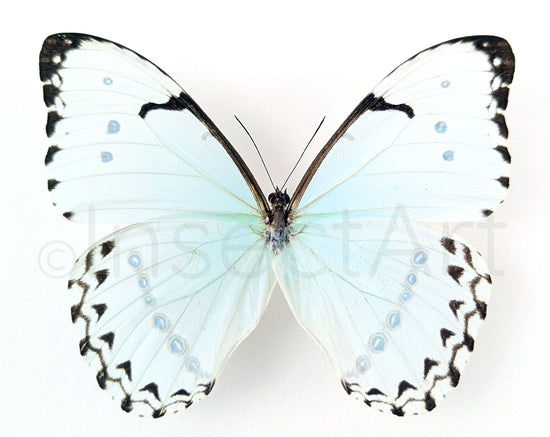 Morpho caténaire ♂