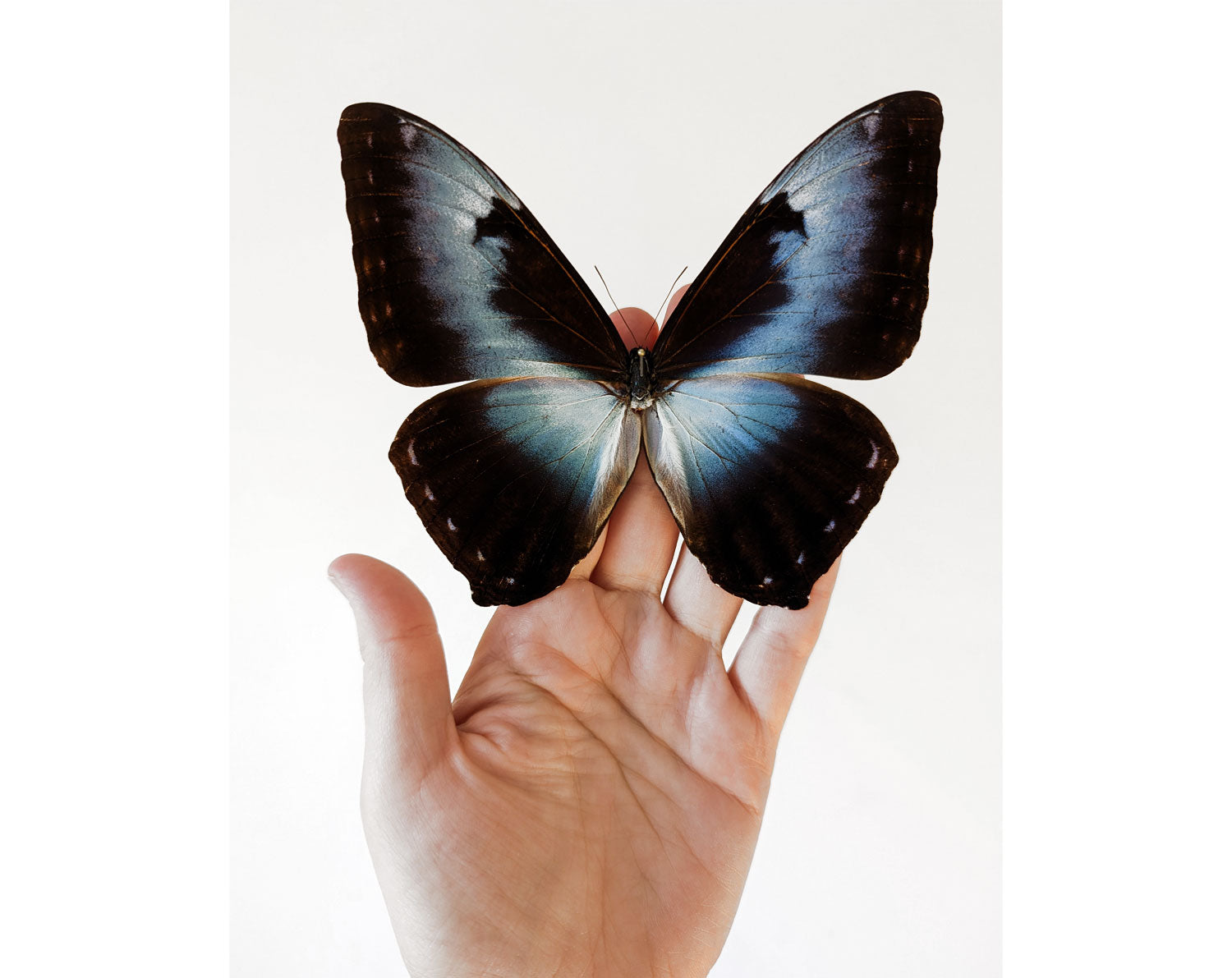 Morpho cisseis ♂  Schmetterling InsectArt