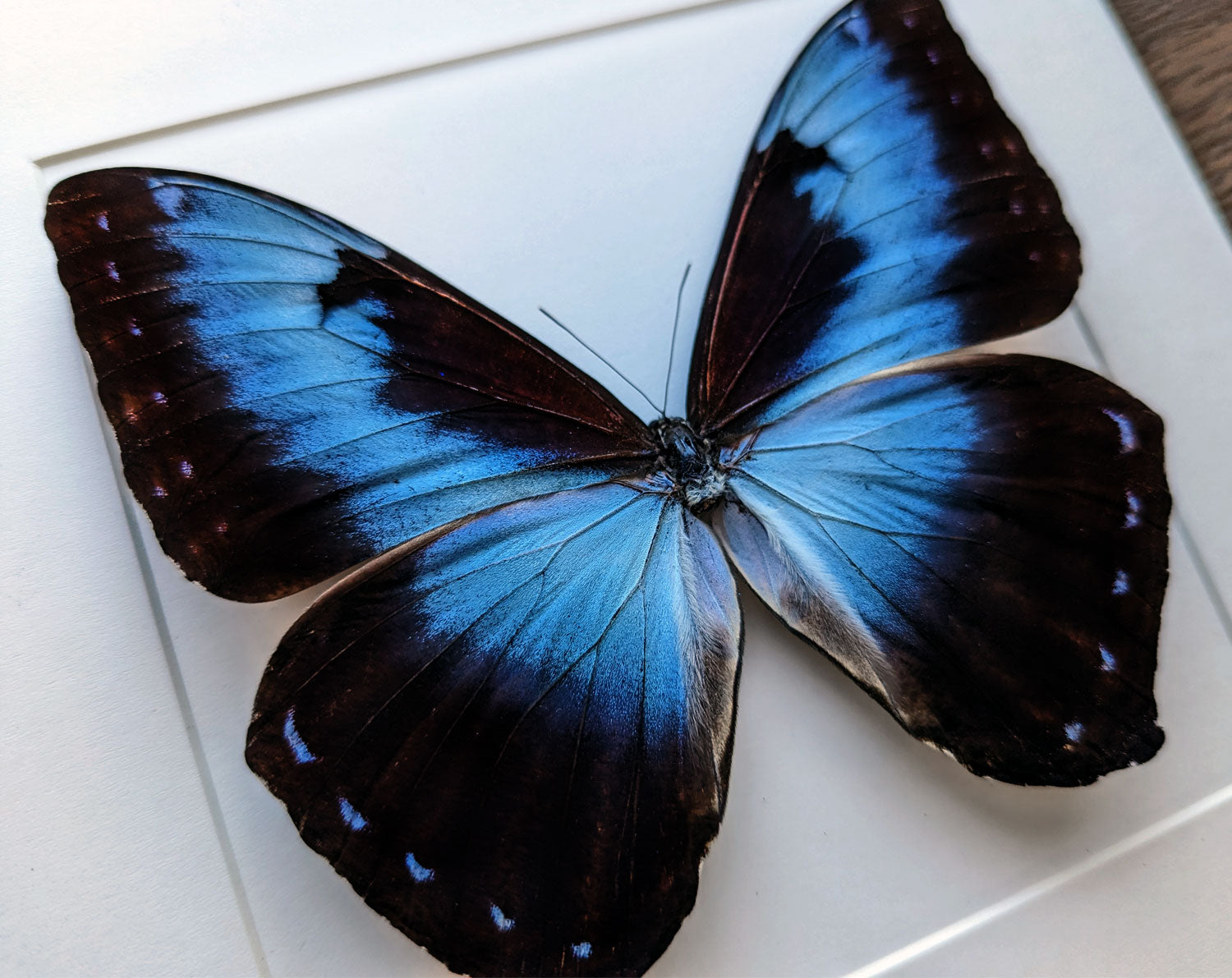 Morpho cisseis ♂  Schmetterling InsectArt