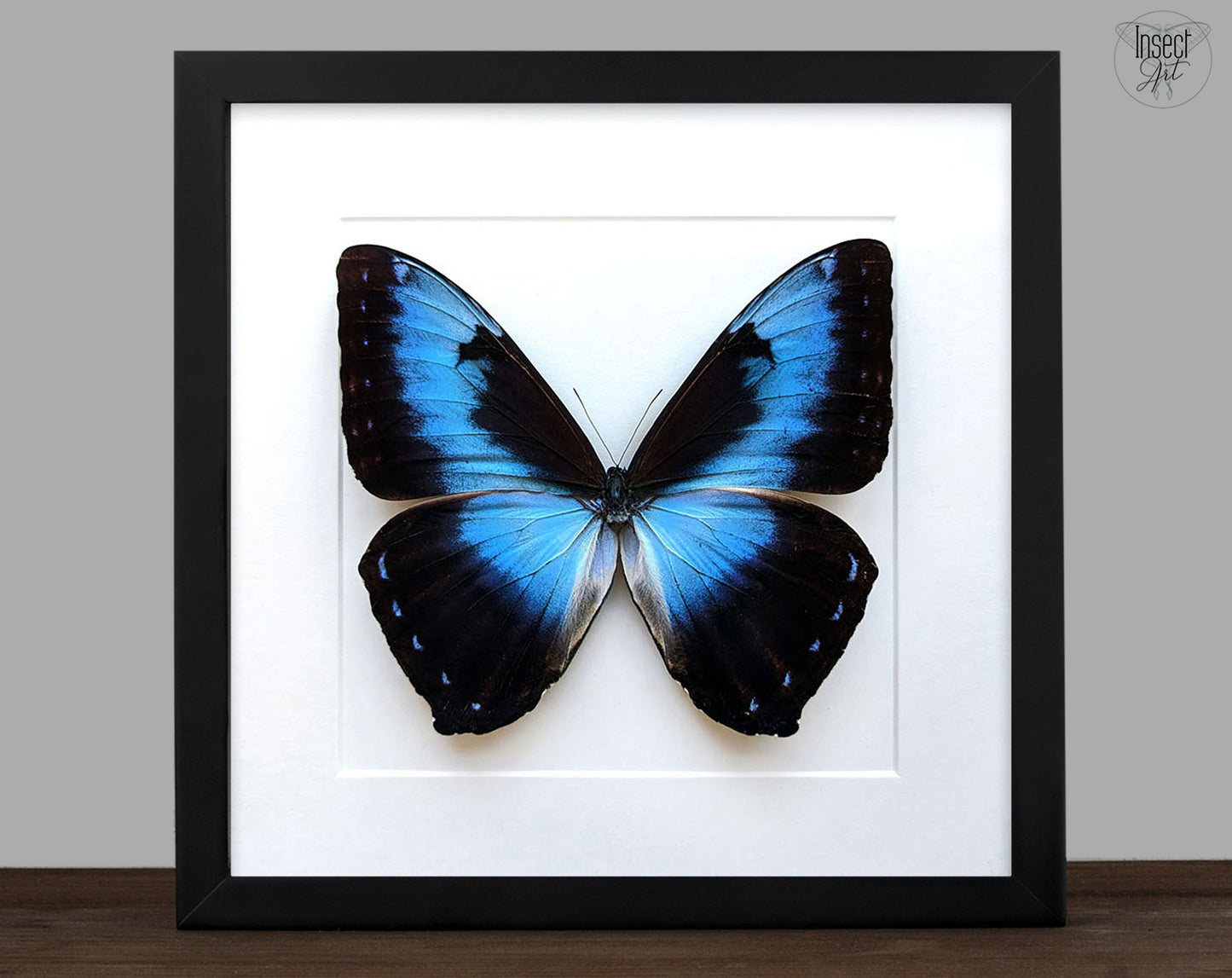 Morpho cisséis ♂