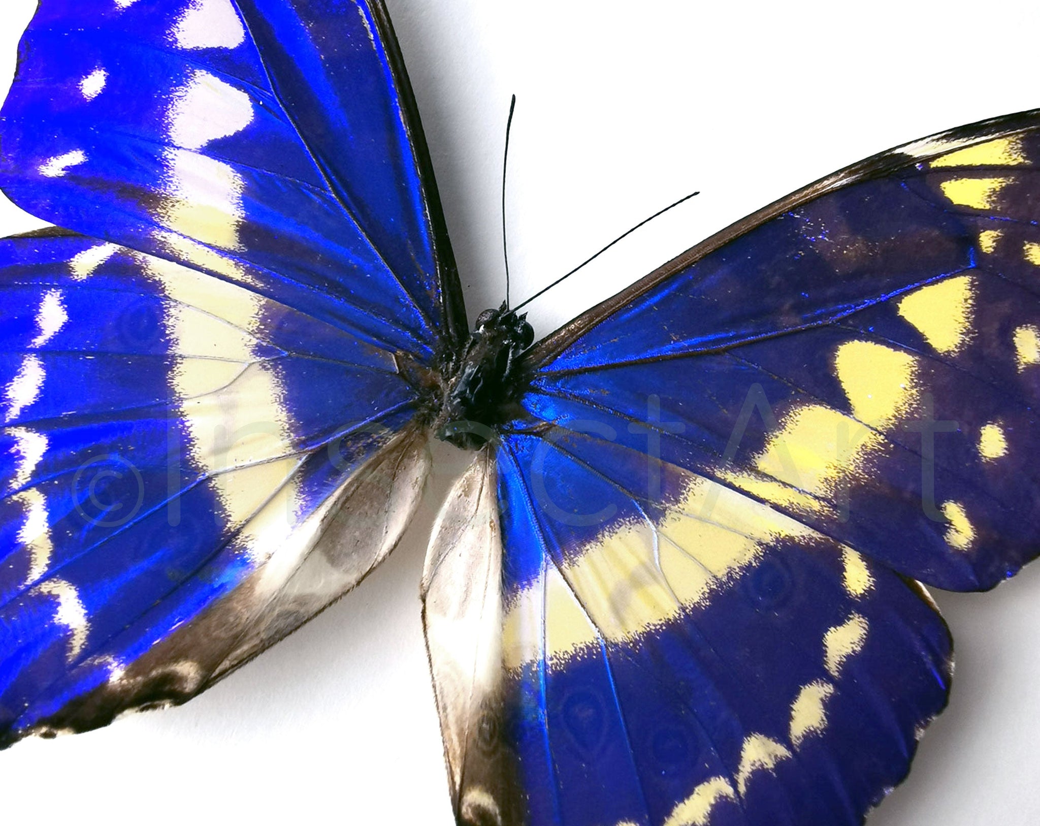 Morpho cypris ♂  Schmetterling InsectArt