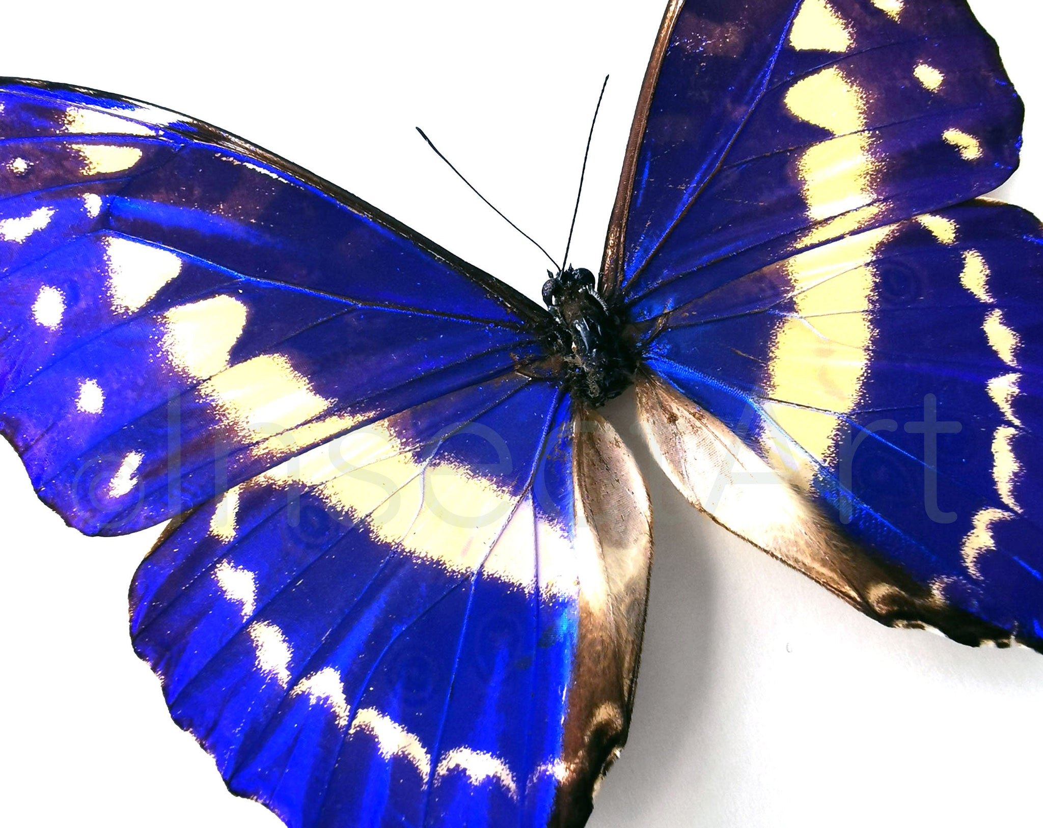 Morpho cypris ♂  Schmetterling InsectArt