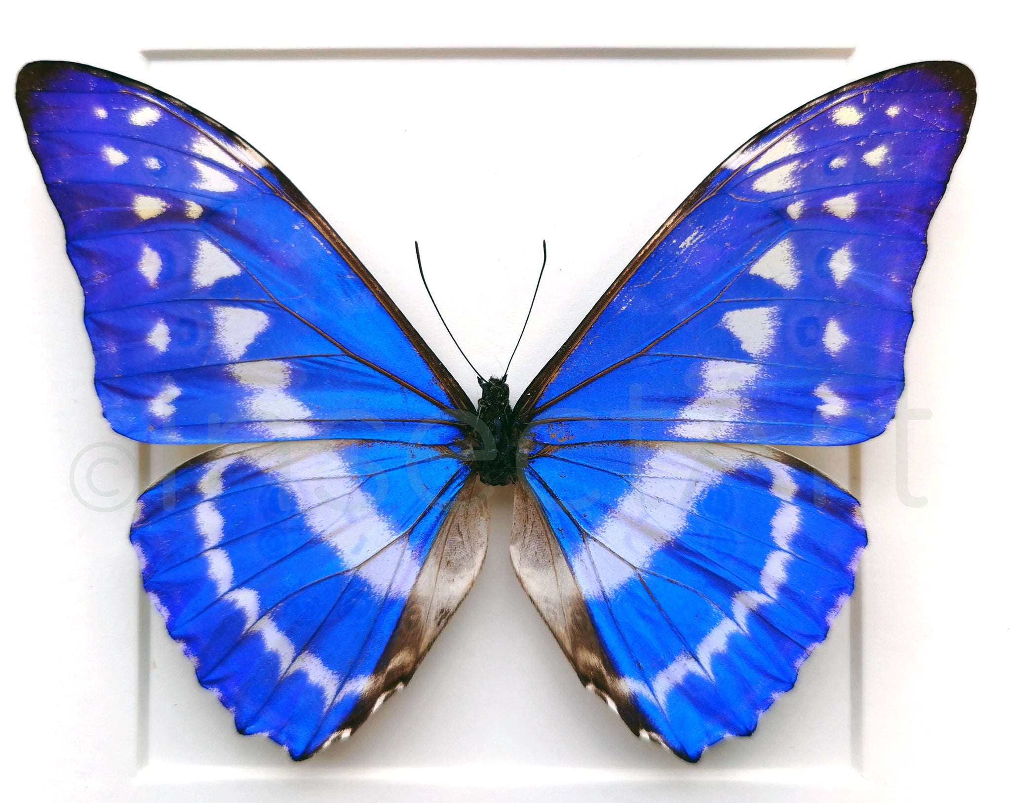 Morpho cypris ♂  Schmetterling InsectArt