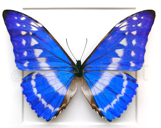 Morpho cypris ♂