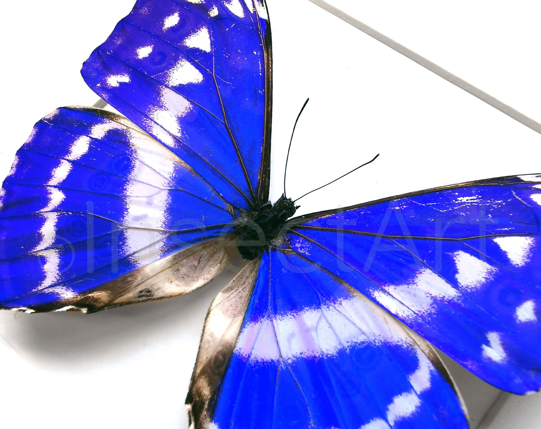 Morpho cypris ♂  Schmetterling InsectArt