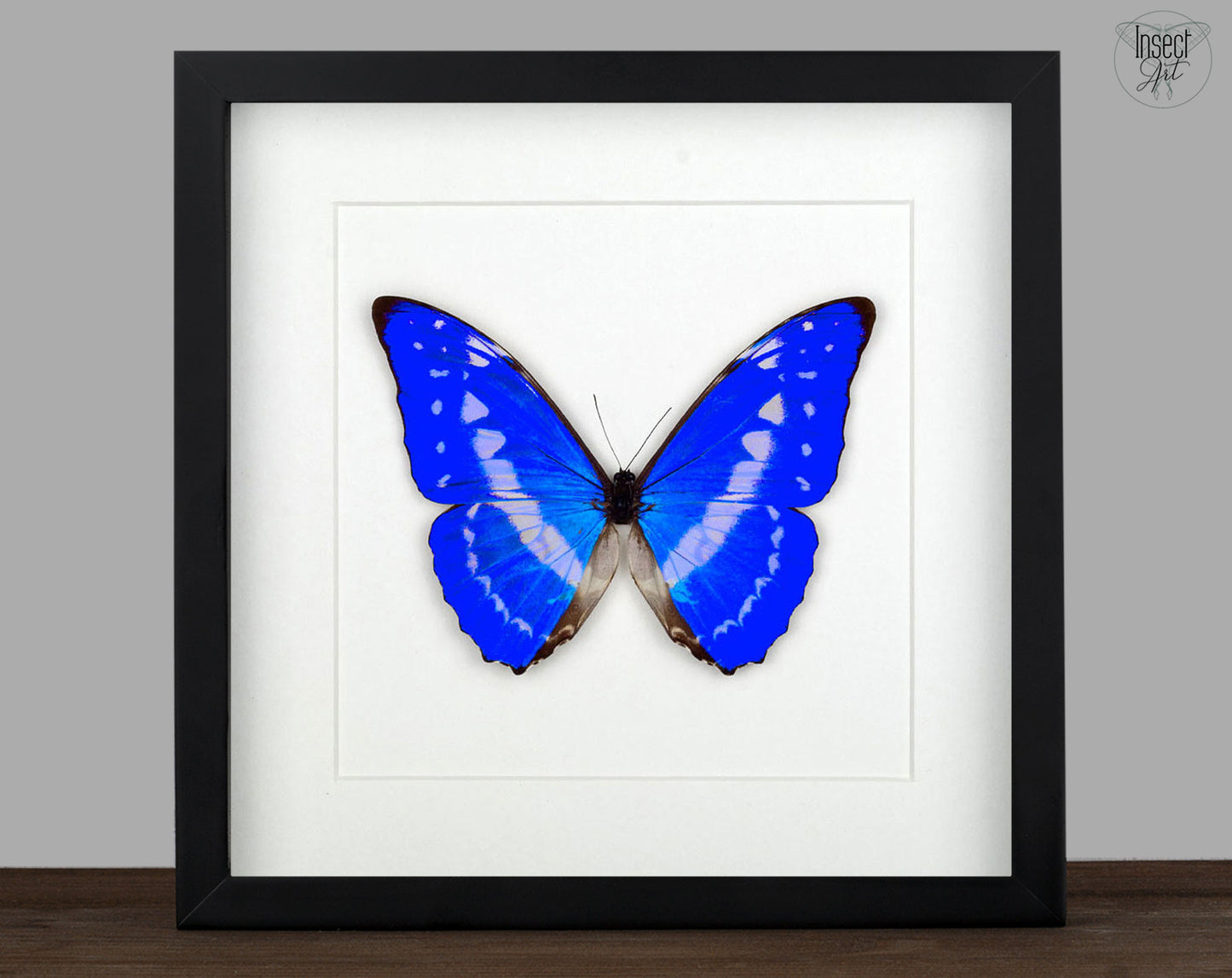 Morpho cypris ♂