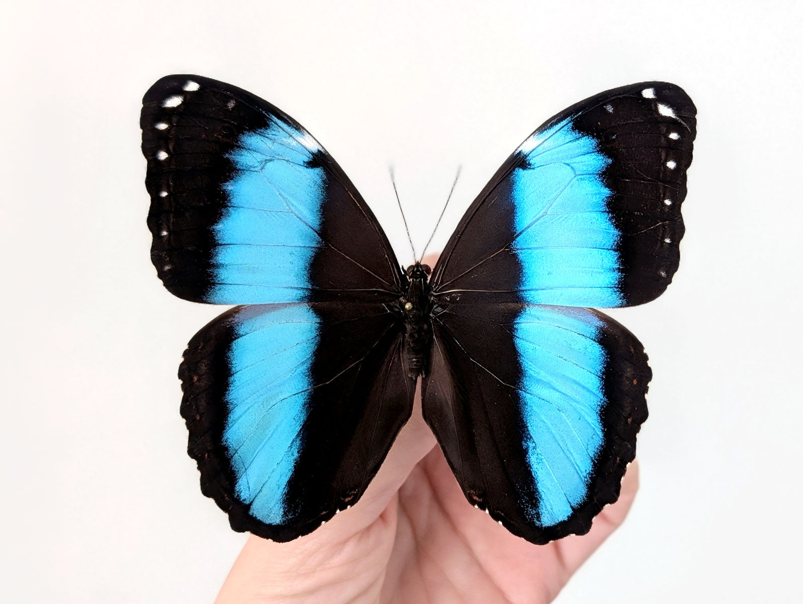 Morpho deidamia | echter blau-schwarzer Schmetterling im Rahmen