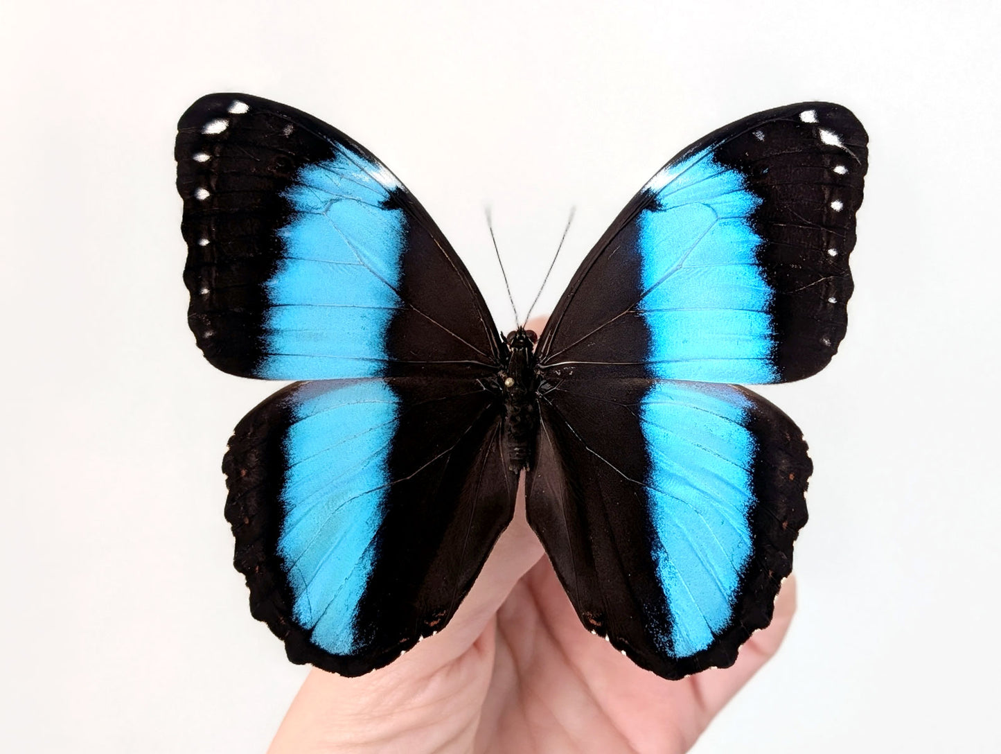 Morpho deidamia | echter blau-schwarzer Schmetterling im Rahmen