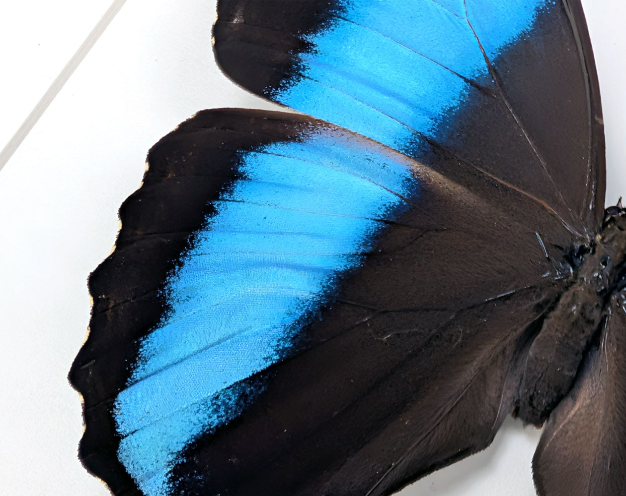 Morpho deidamia | echter blau-schwarzer Schmetterling im Rahmen