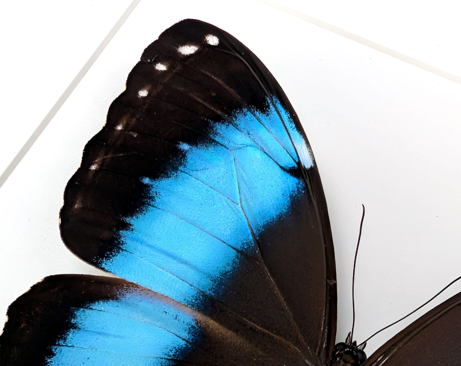 Morpho deidamia | echter blau-schwarzer Schmetterling im Rahmen
