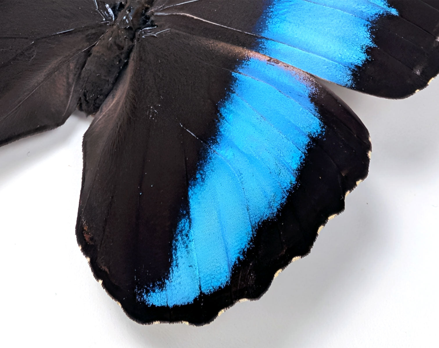 Morpho deidamia | echter blau-schwarzer Schmetterling im Rahmen