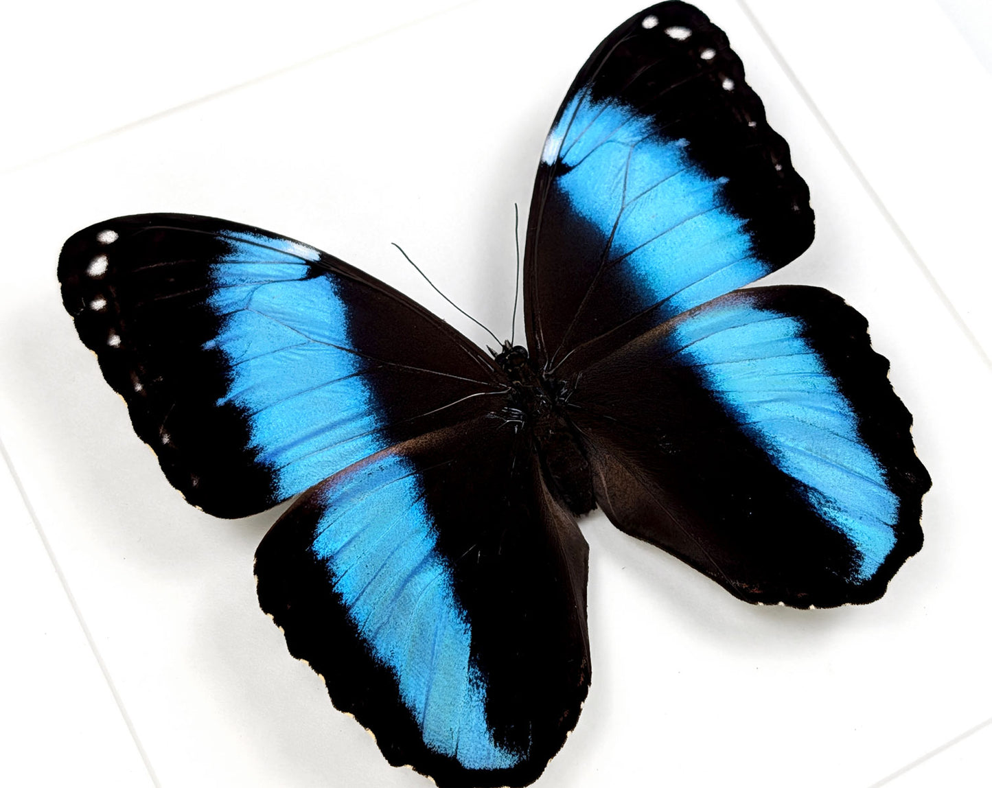 Morpho deidamia | echter blau-schwarzer Schmetterling im Rahmen