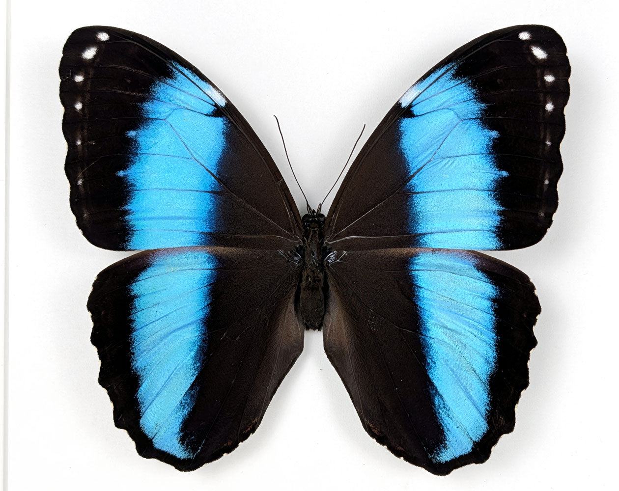 Morpho deidamia | echter blau-schwarzer Schmetterling im Rahmen