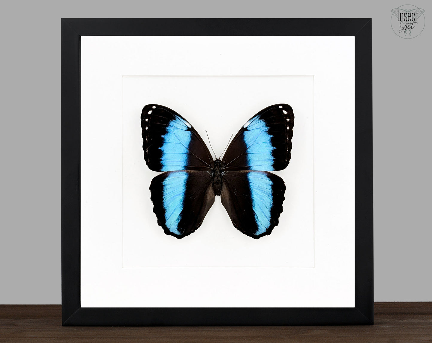 Morpho deidamia | echter blau-schwarzer Schmetterling im Rahmen