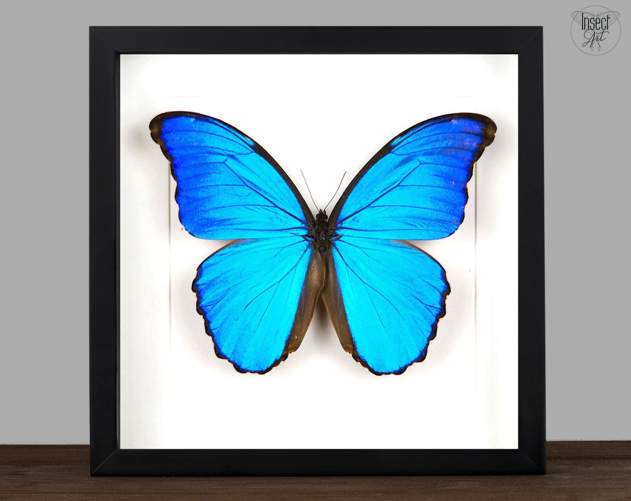 Morpho didius ♂ A2  Schmetterling InsectArt