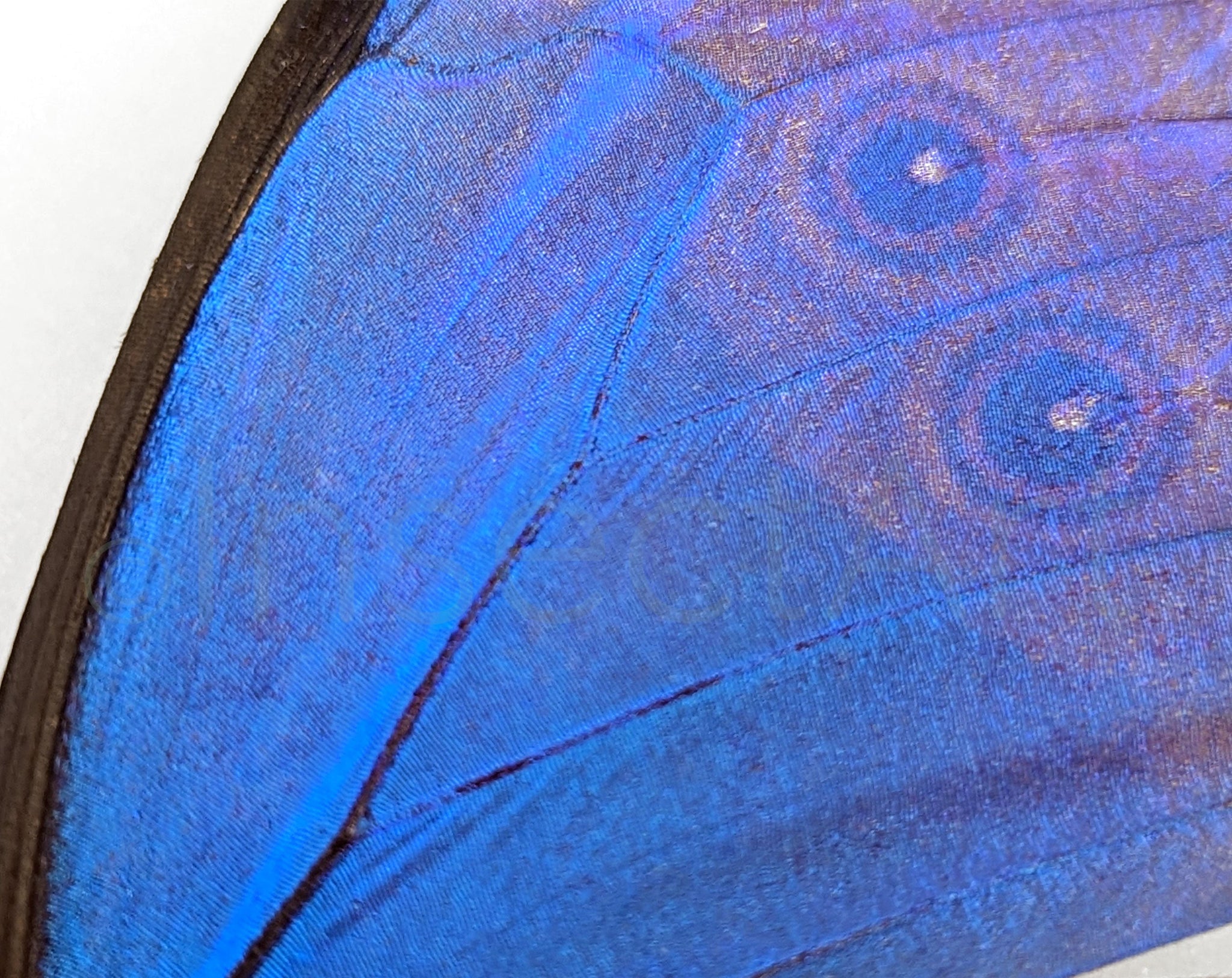 Morpho didius ♂  Schmetterling InsectArt
