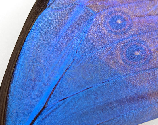 Morpho Didius ♂