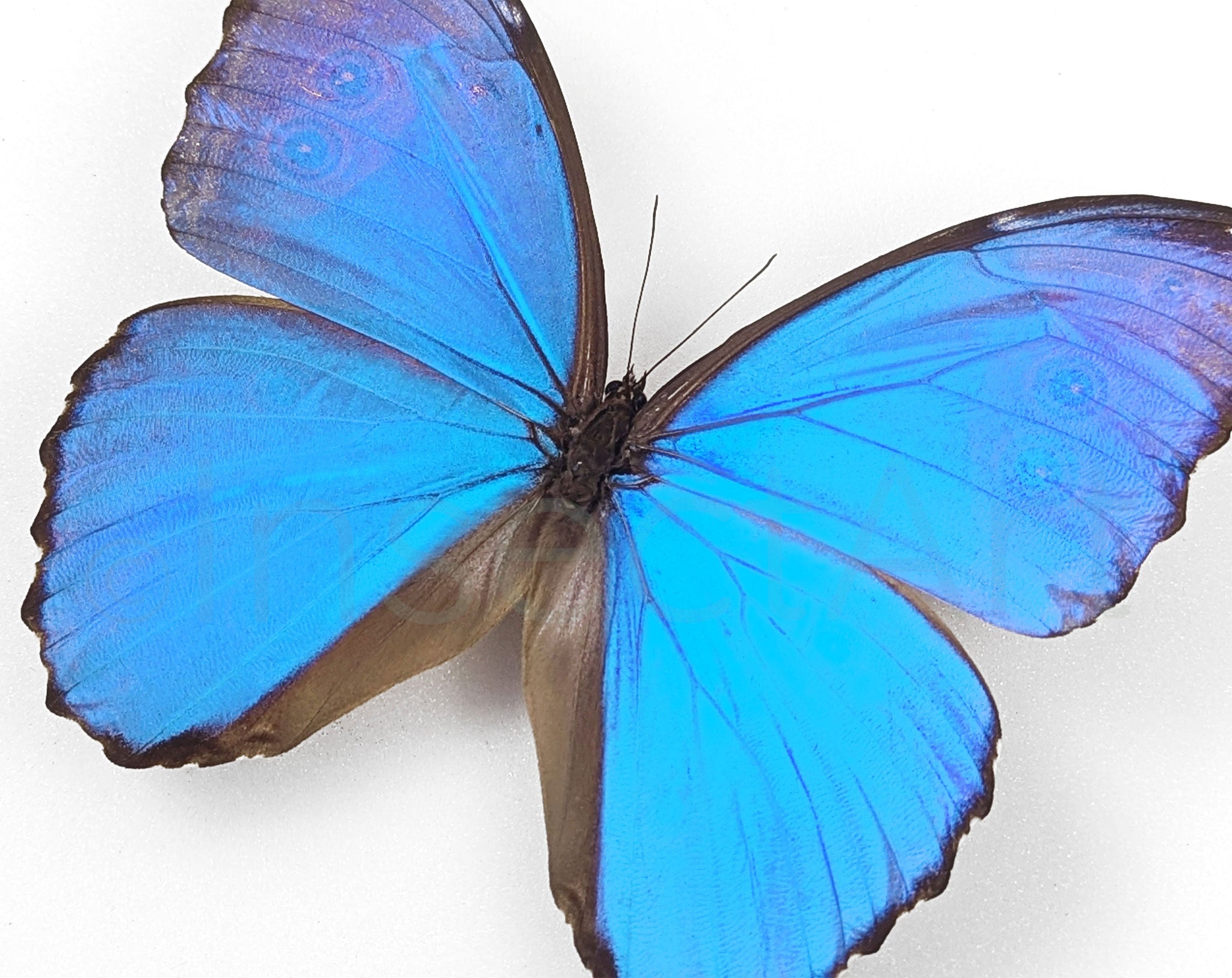 Morpho didius ♂  Schmetterling InsectArt