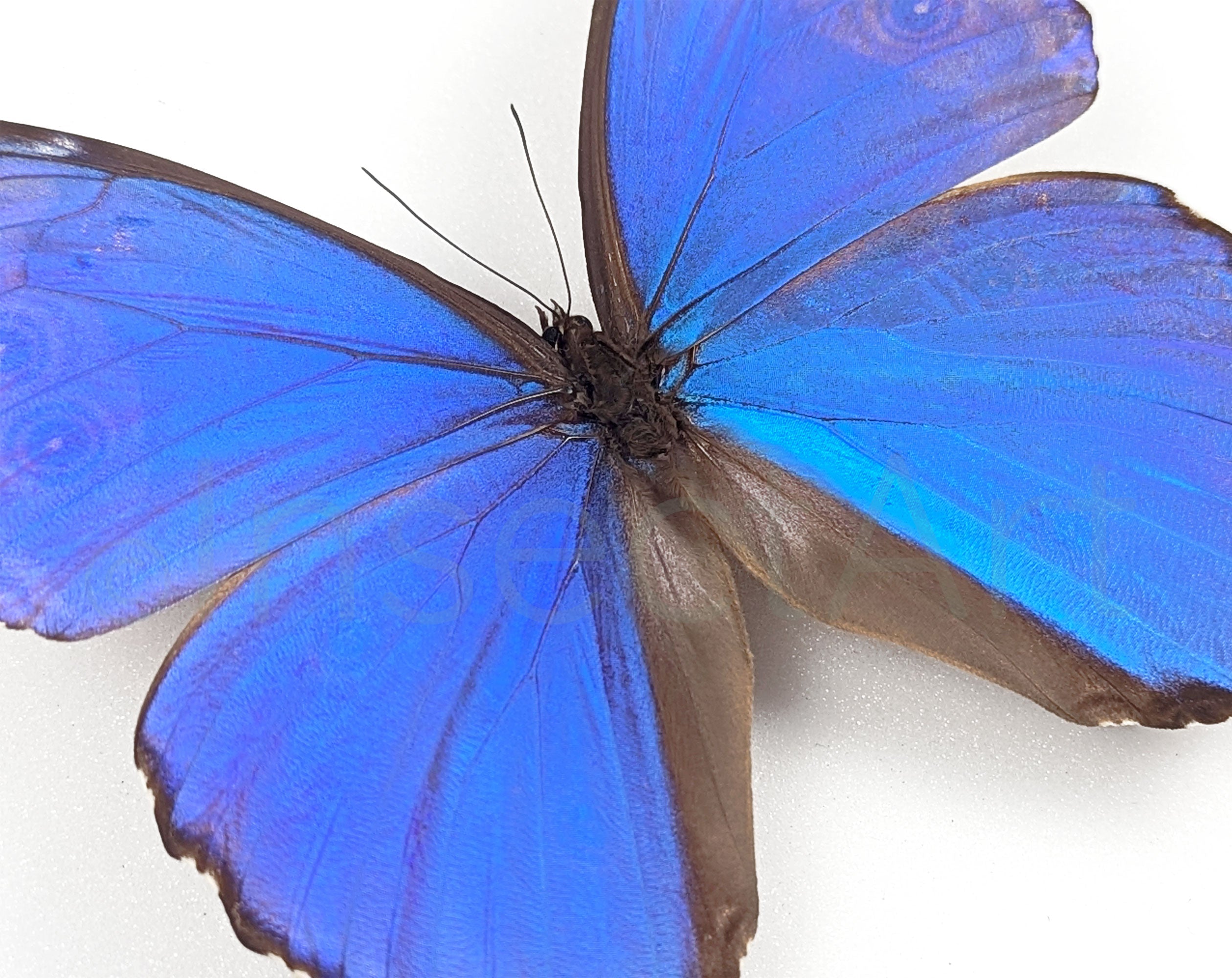 Morpho didius ♂  Schmetterling InsectArt