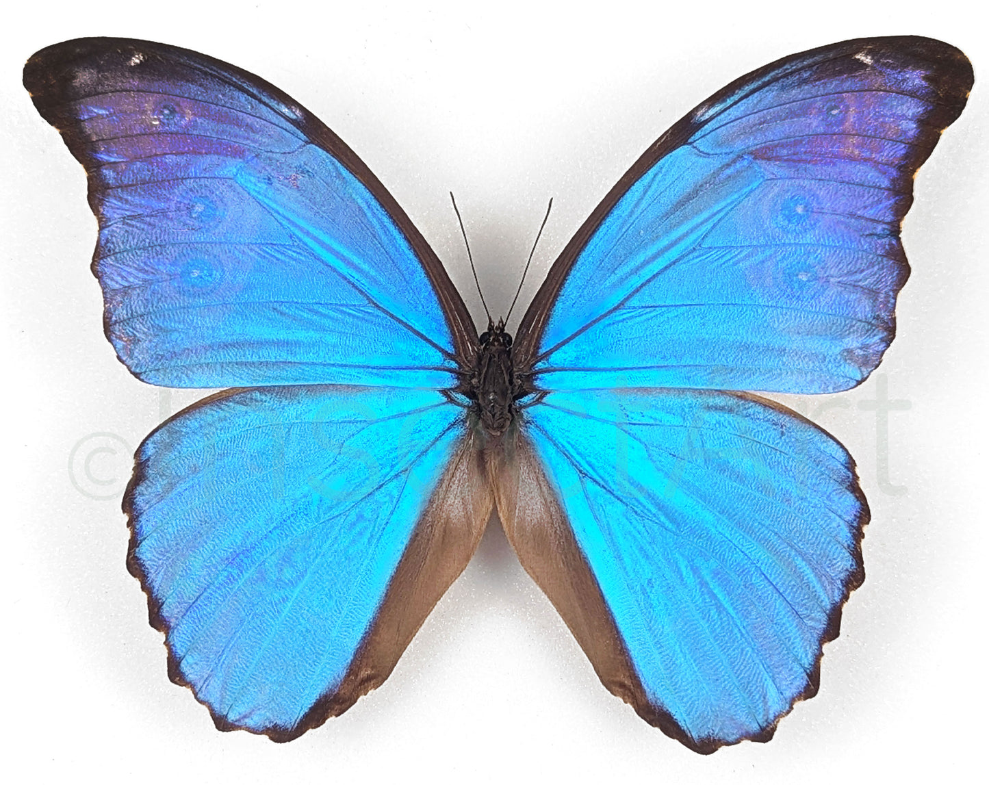 Morpho Didius ♂