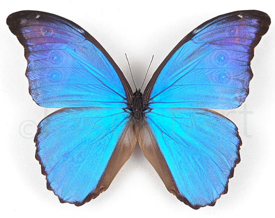 Morpho didius ♂