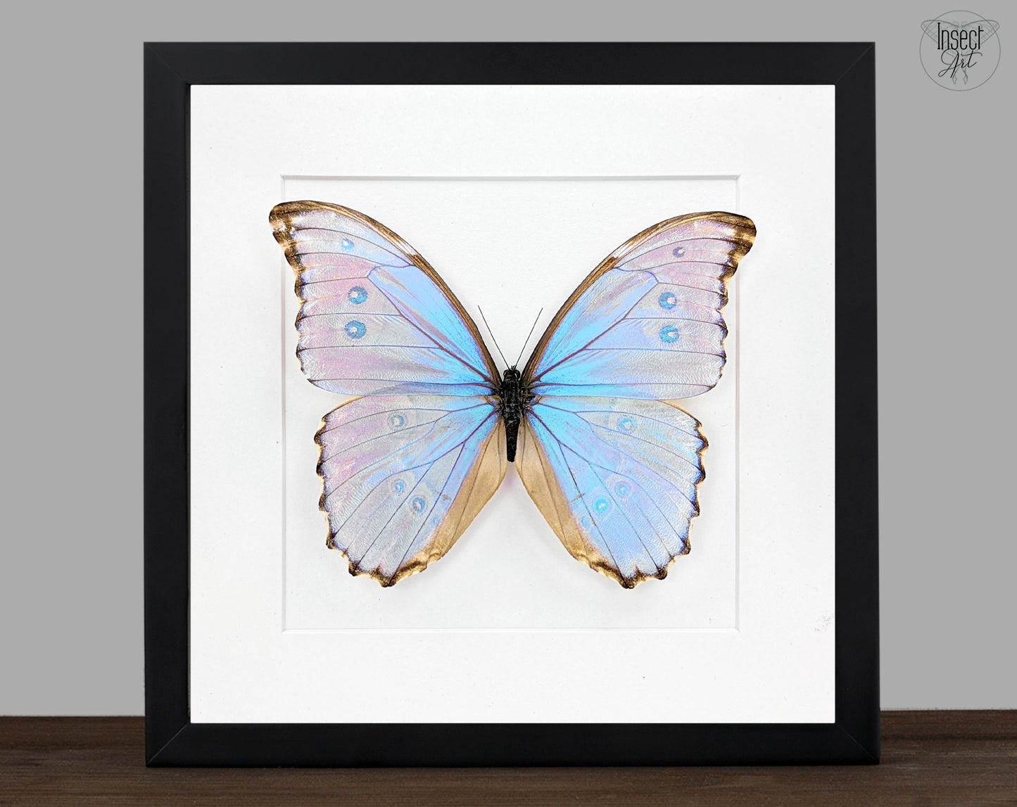 Morpho godarti lachaumei, echter blauer Schmetterling im Rahmen