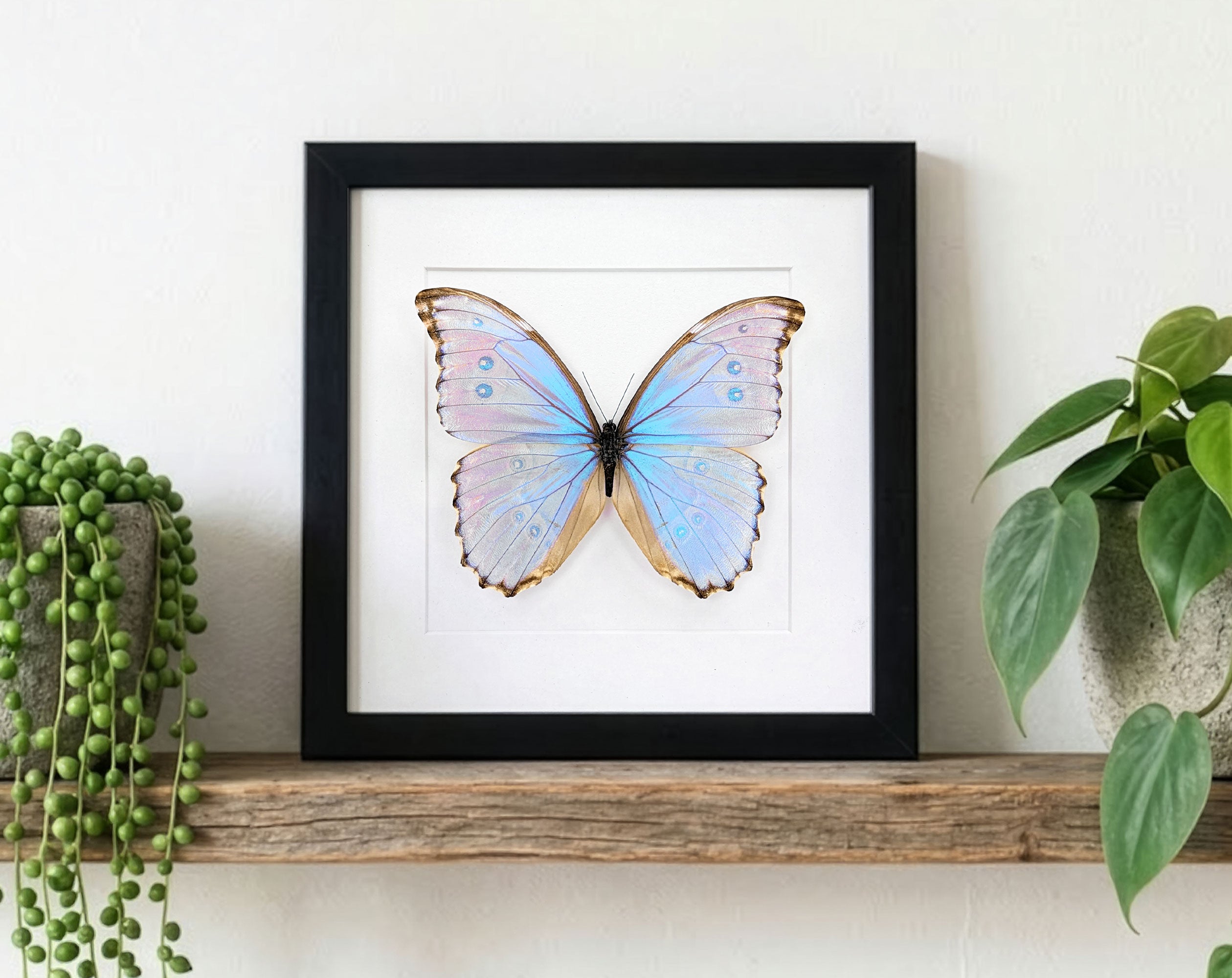 Morpho godarti lachaumei, echter blauer Schmetterling im Rahmen