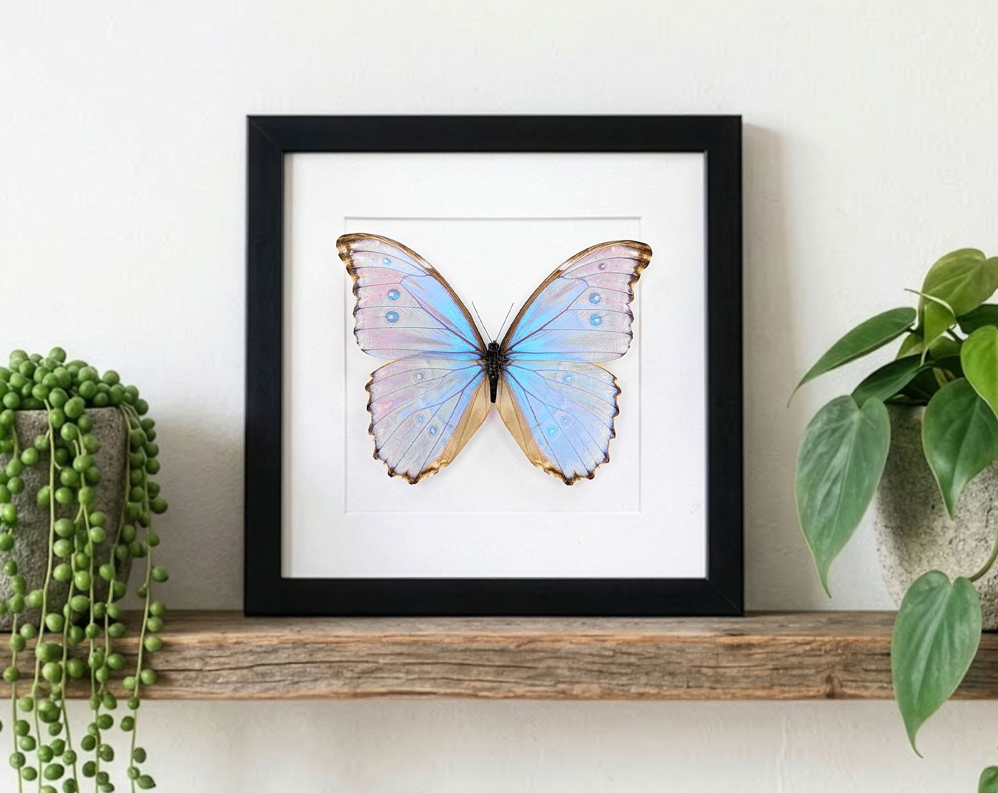 Morpho godarti lachaumei, echter blauer Schmetterling im Rahmen