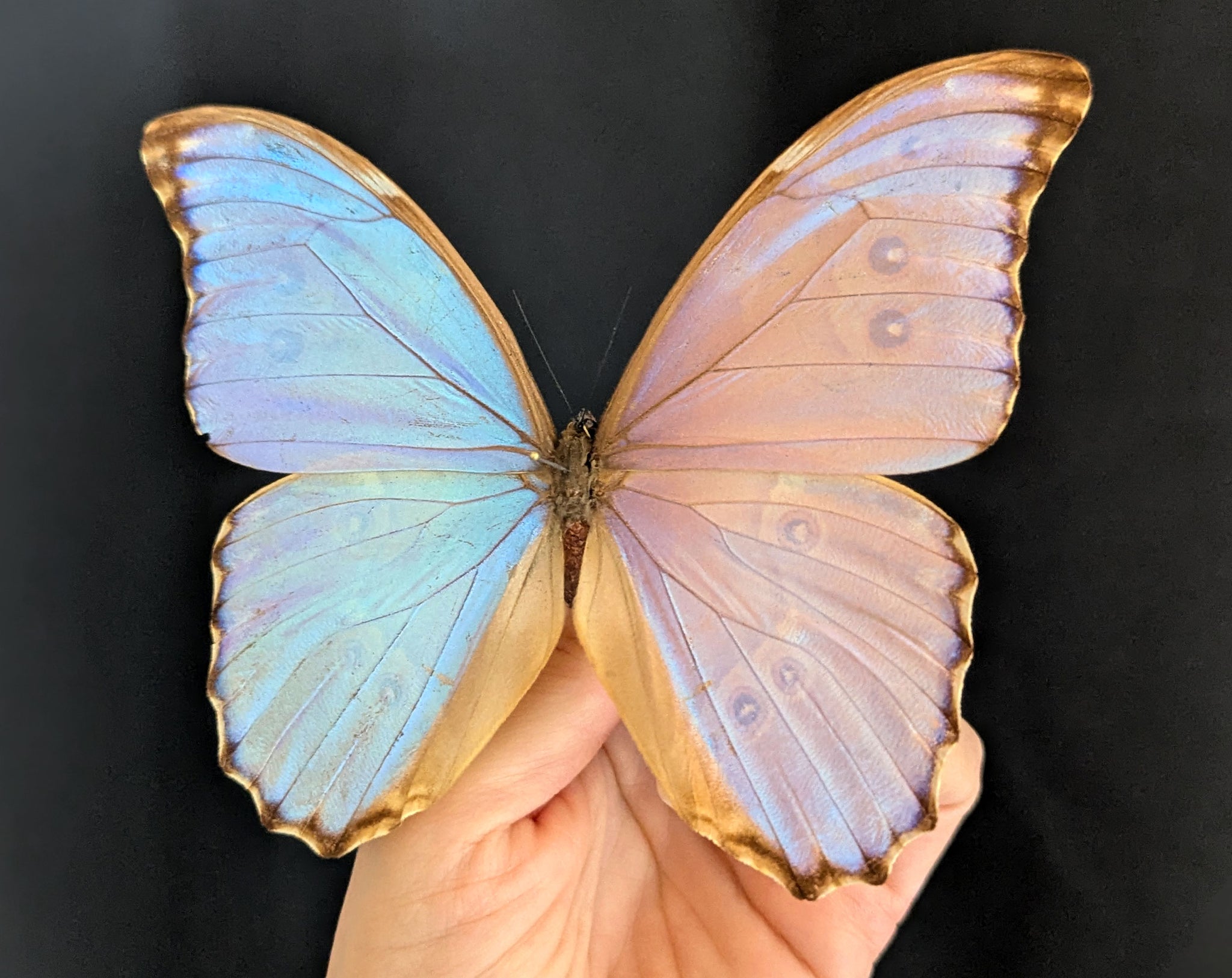 Morpho godarti lachaumei, echter blauer Schmetterling im Rahmen