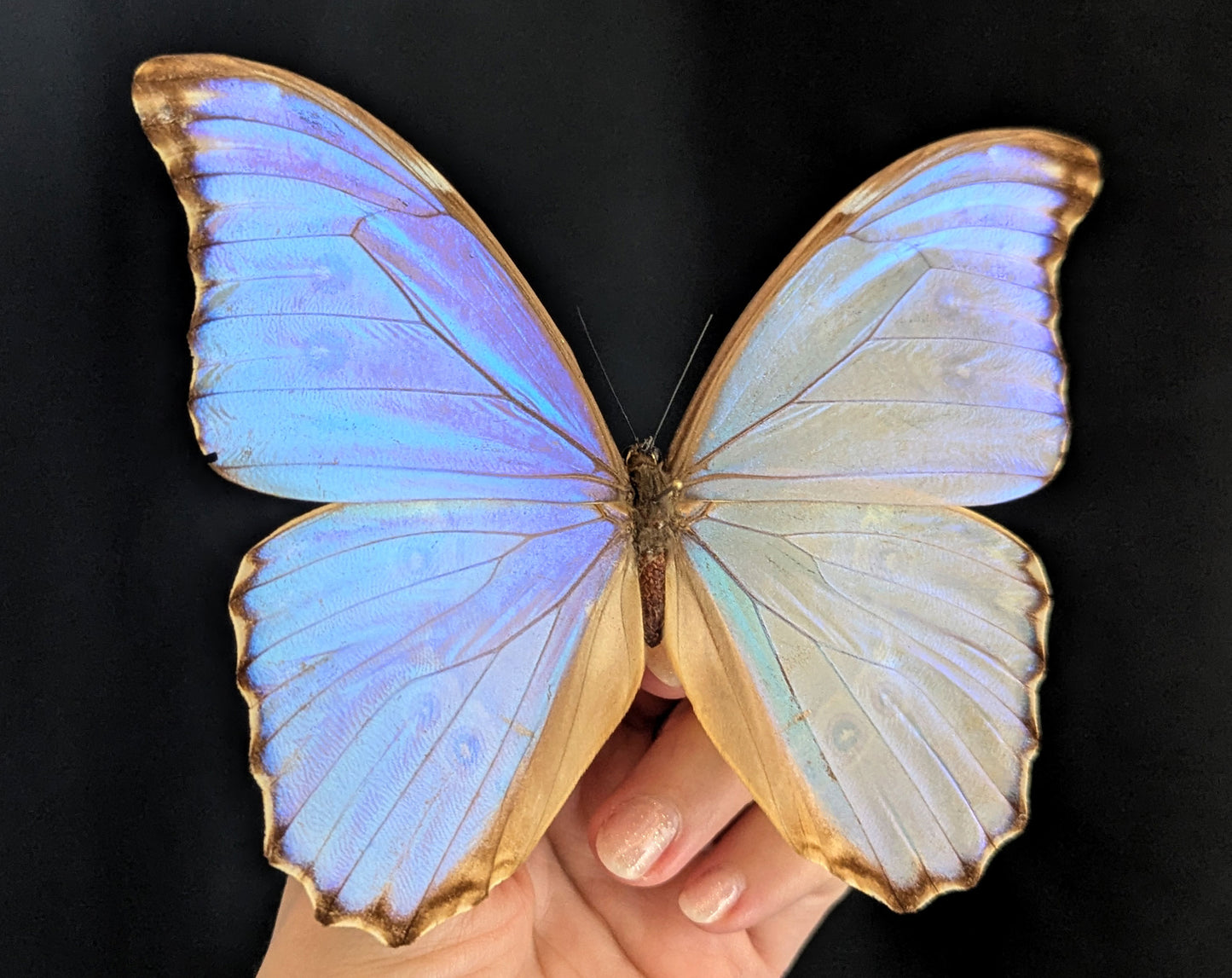 Morpho godarti lachaumei, echter blauer Schmetterling im Rahmen