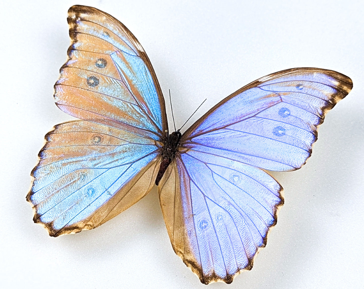Morpho godarti lachaumei, echter blauer Schmetterling im Rahmen