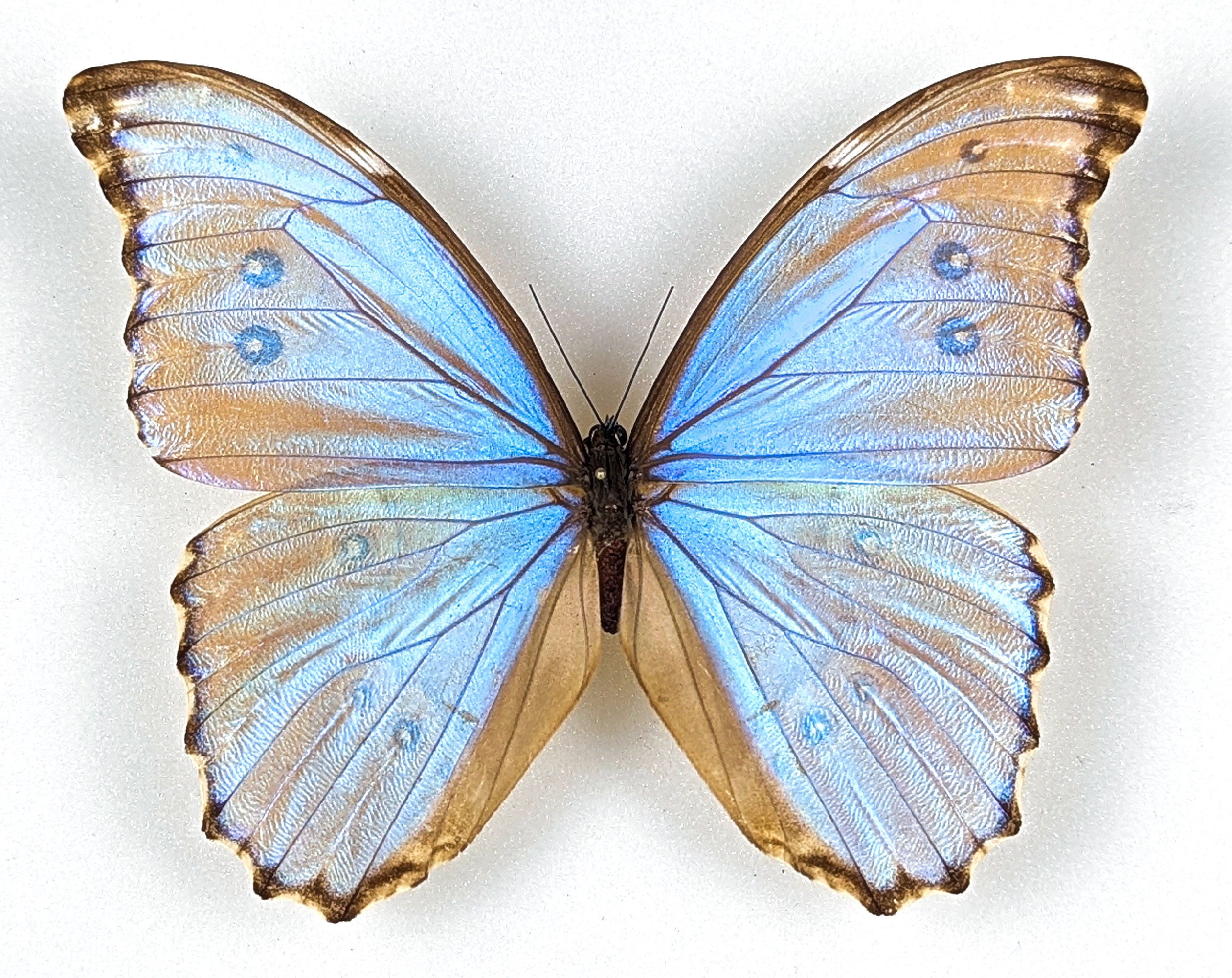 Morpho godarti lachaumei, echter blauer Schmetterling im Rahmen