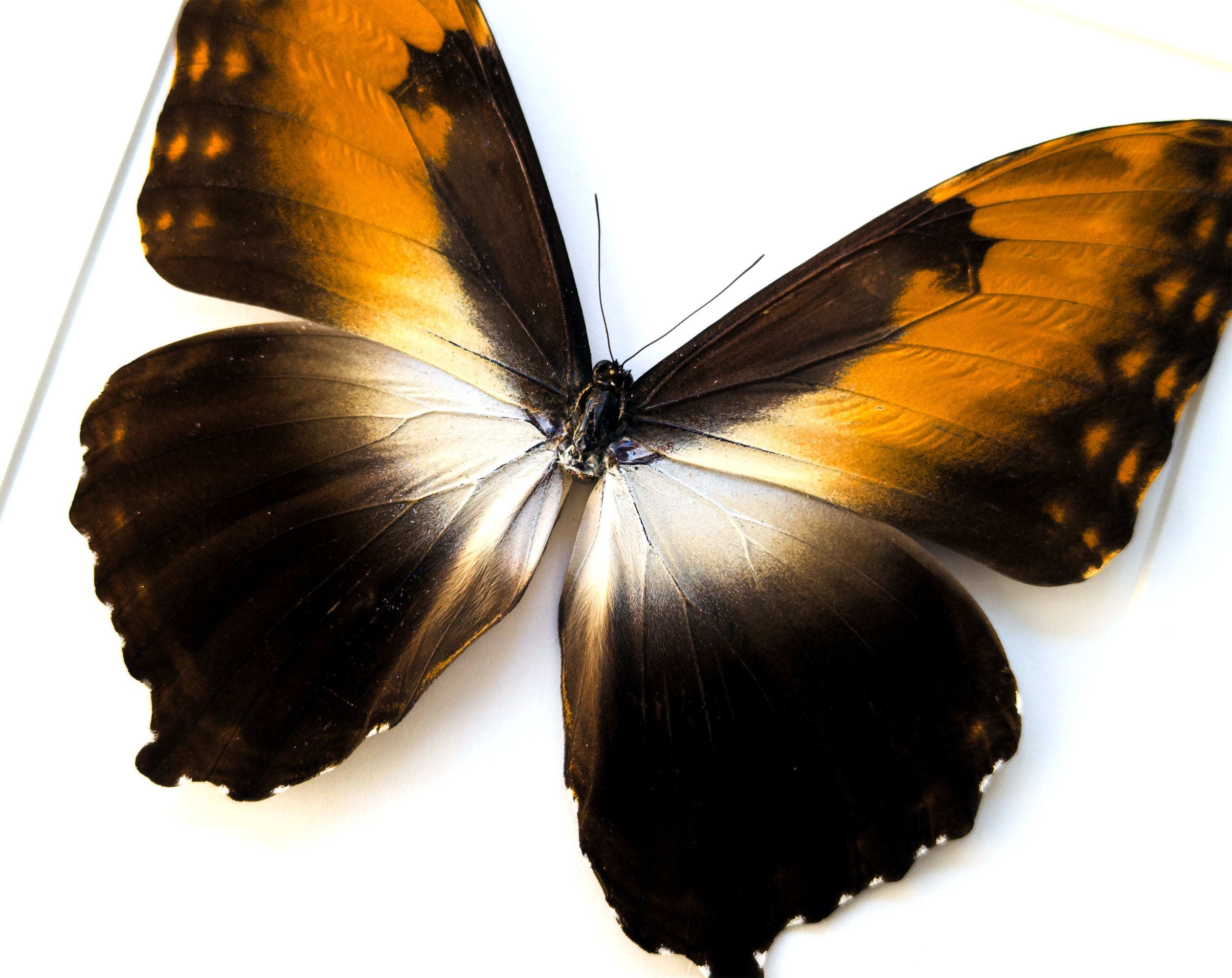 Morpho hecuba ♂  Schmetterling InsectArt