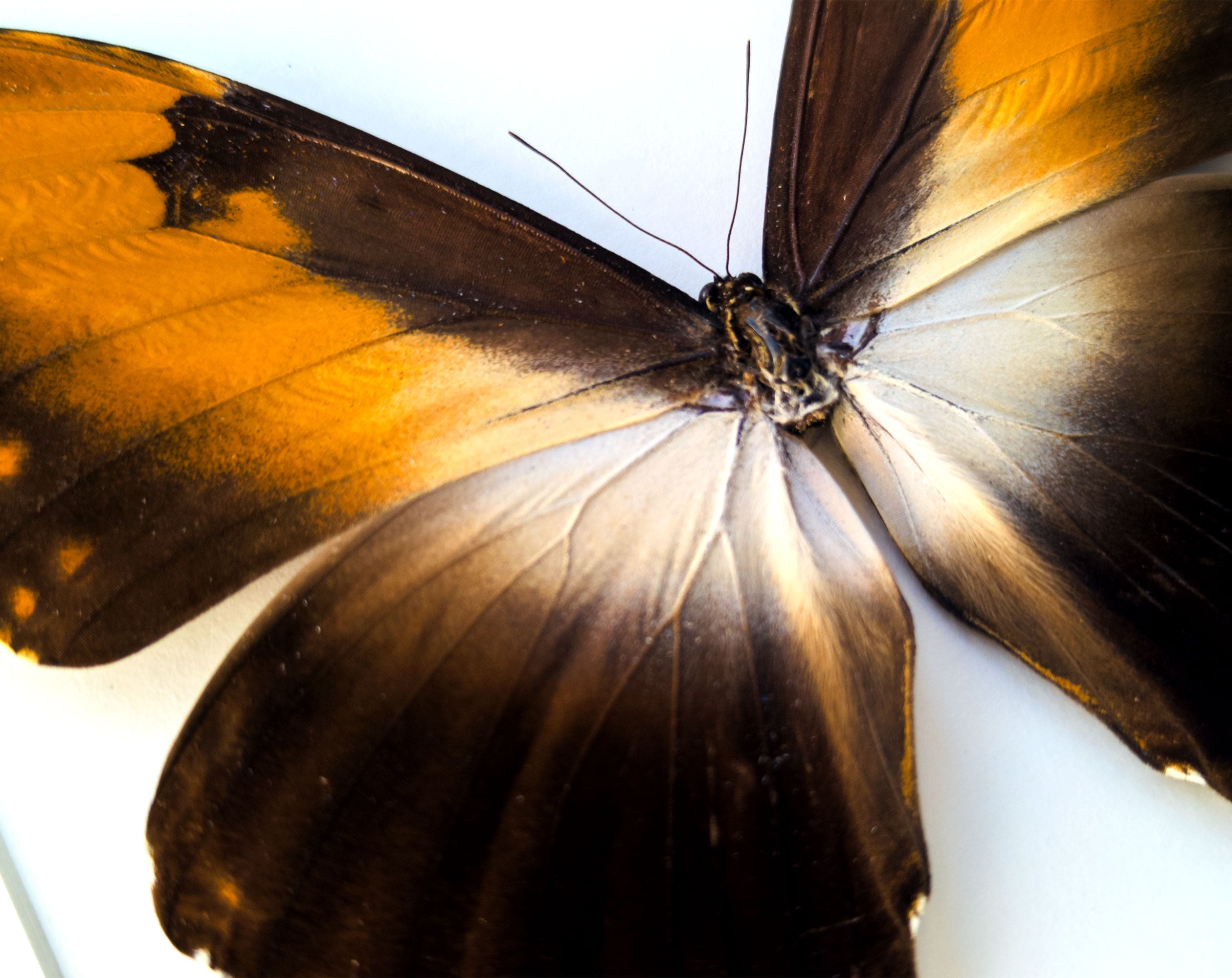 Morpho hecuba ♂  Schmetterling InsectArt