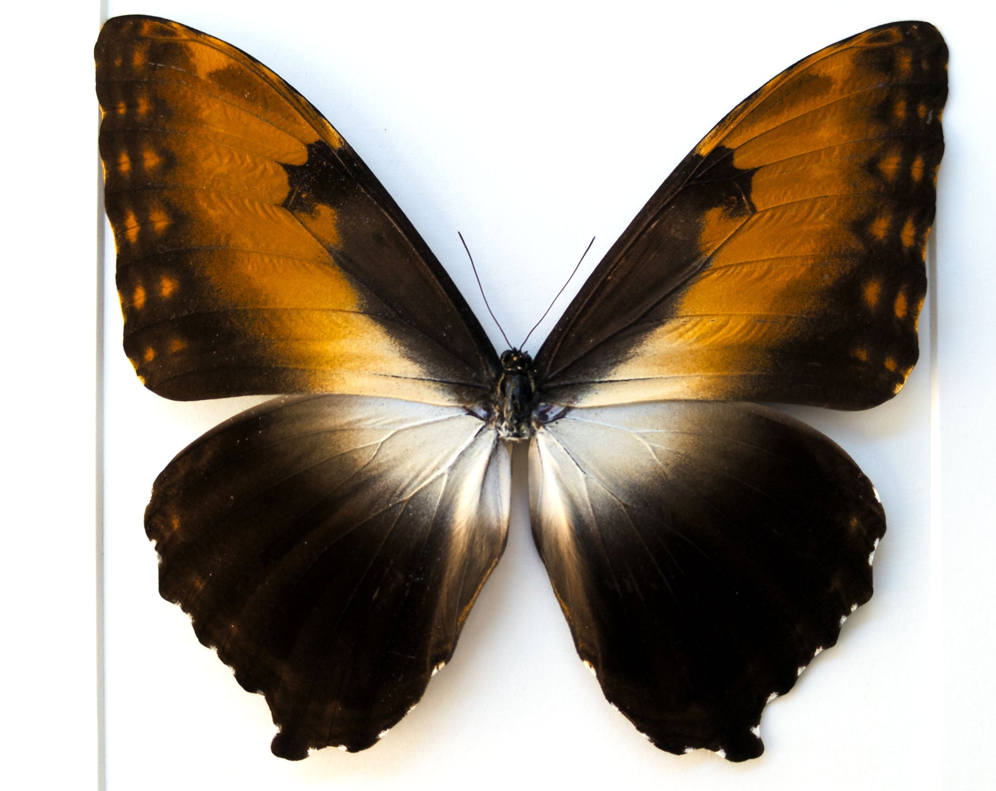 Morpho hecuba ♂  Schmetterling InsectArt