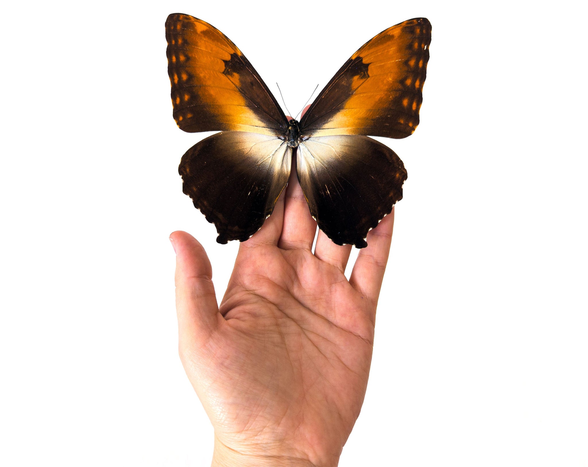 Morpho hecuba ♂  Schmetterling InsectArt