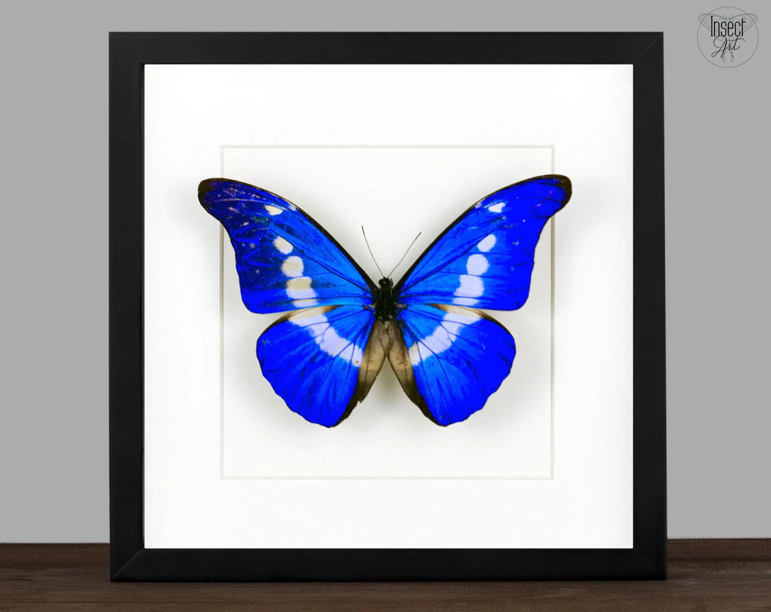 Morpho helena ♂  Schmetterling InsectArt Schmetterling